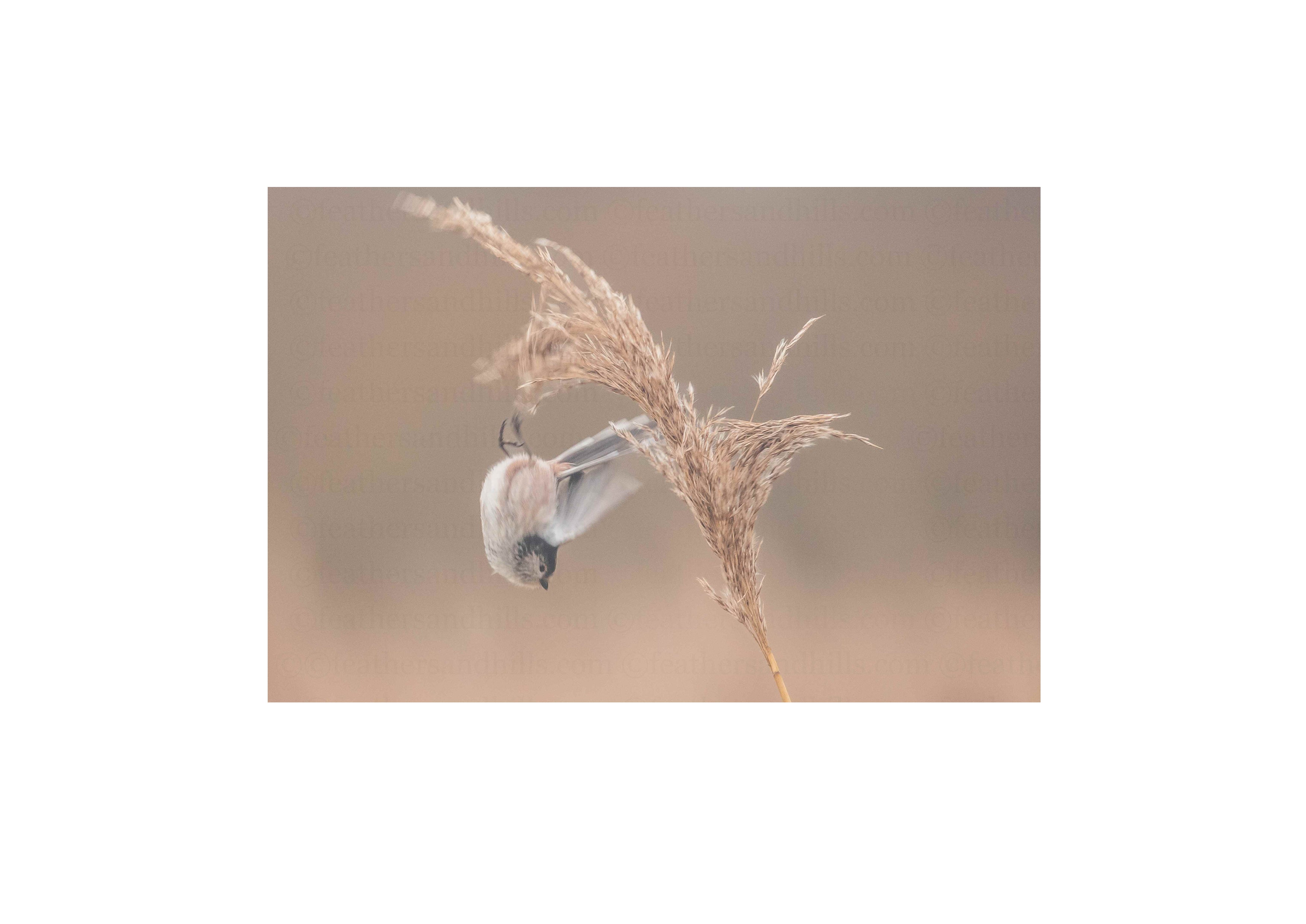 Diving Long Tailed Tit