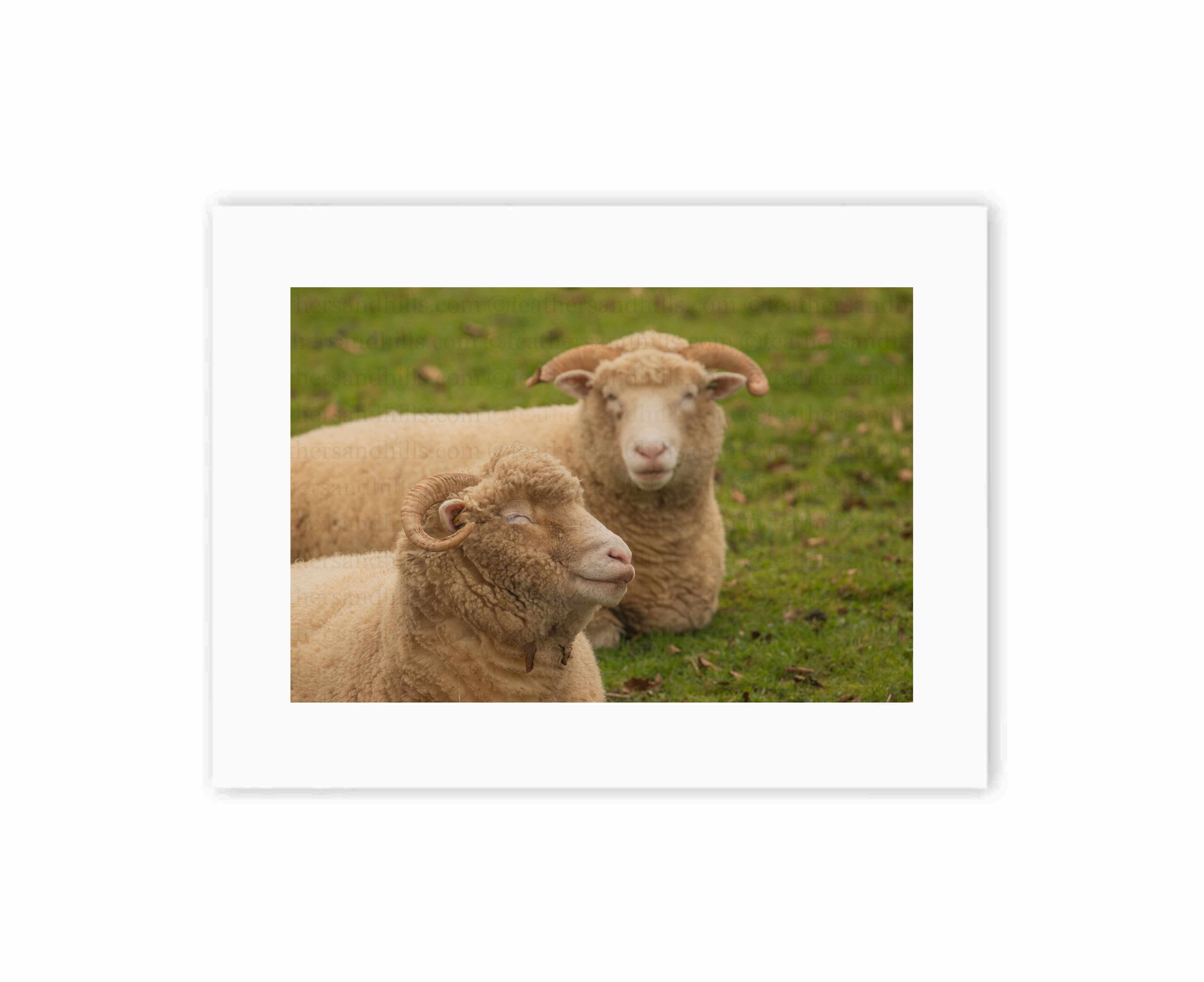 Dorset Horns Resting
