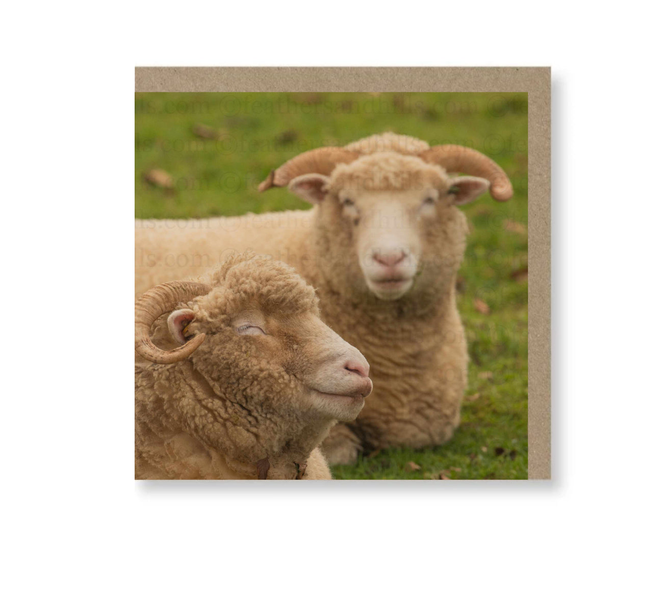 Dorset Horns Resting