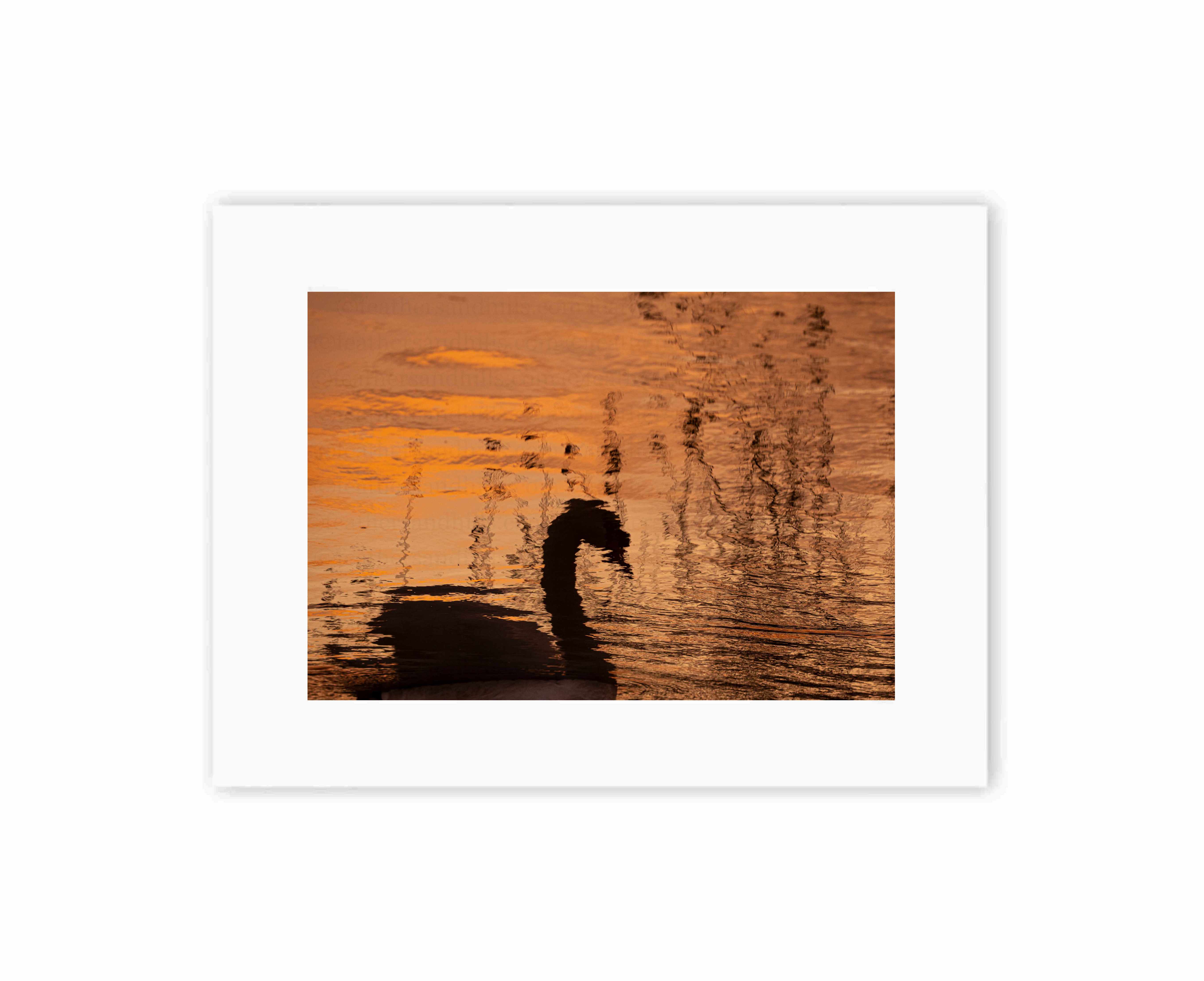 Dreamy Swan