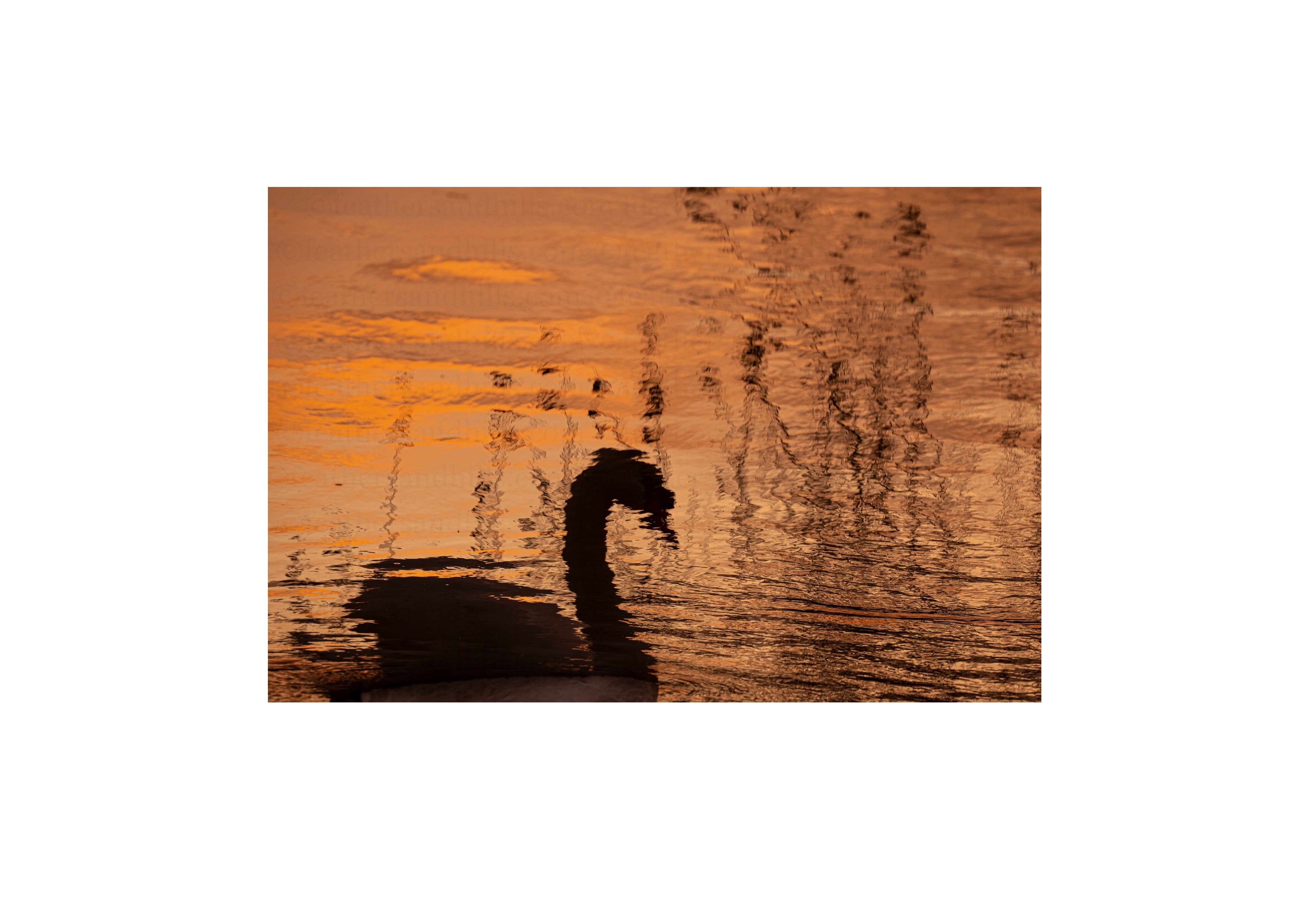Dreamy Swan