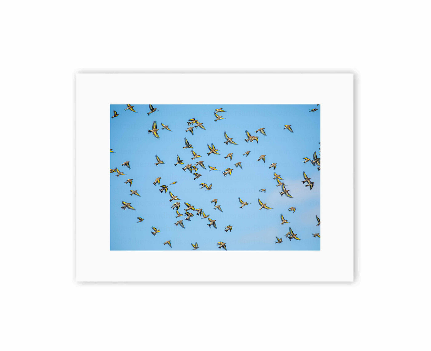 Flock of Goldfinches