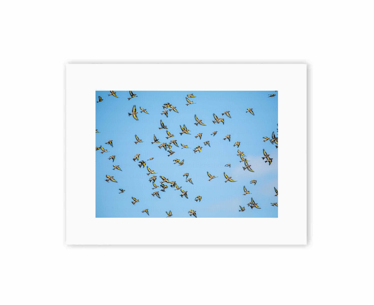 Flock of Goldfinches
