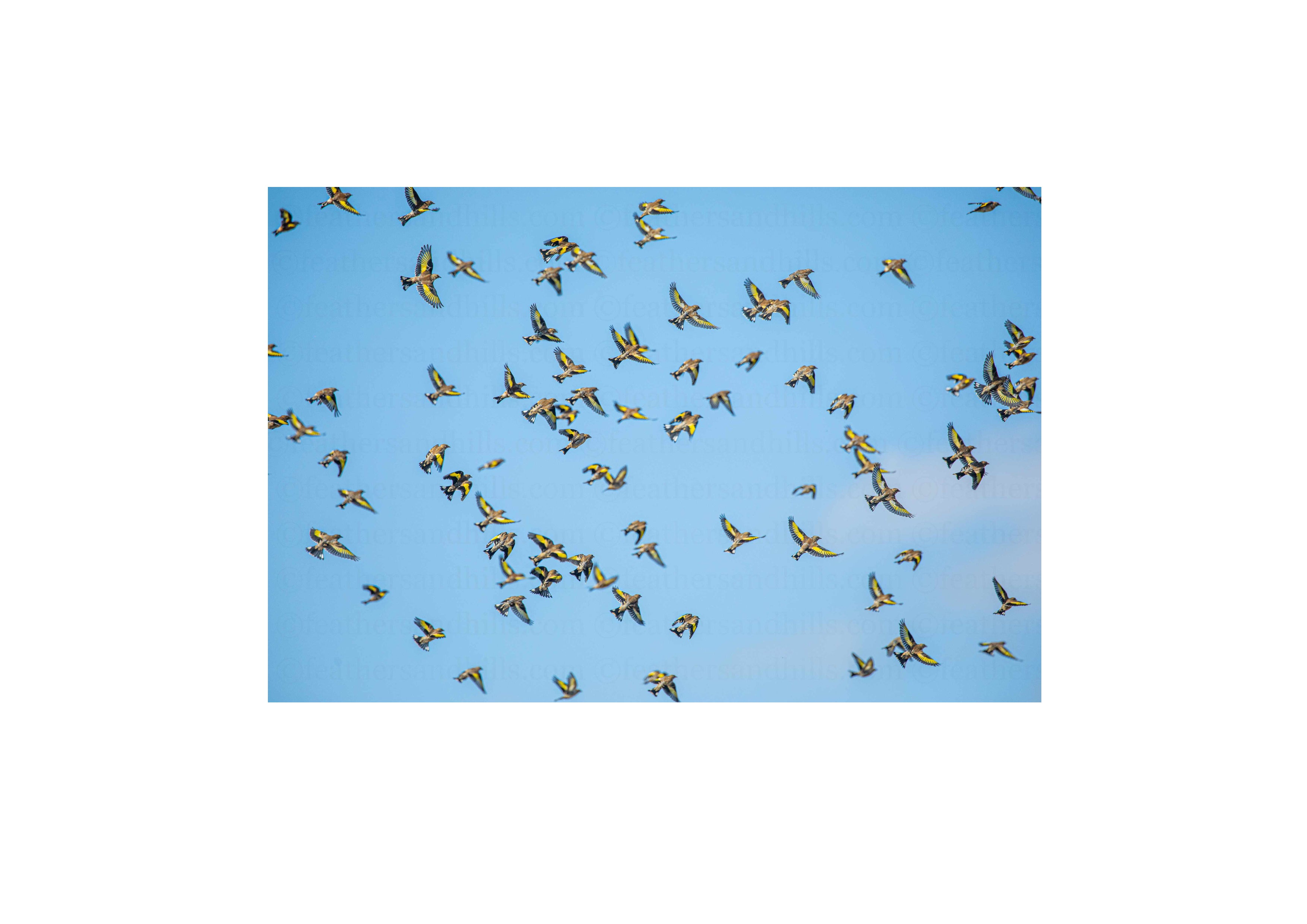 Flock of Goldfinches