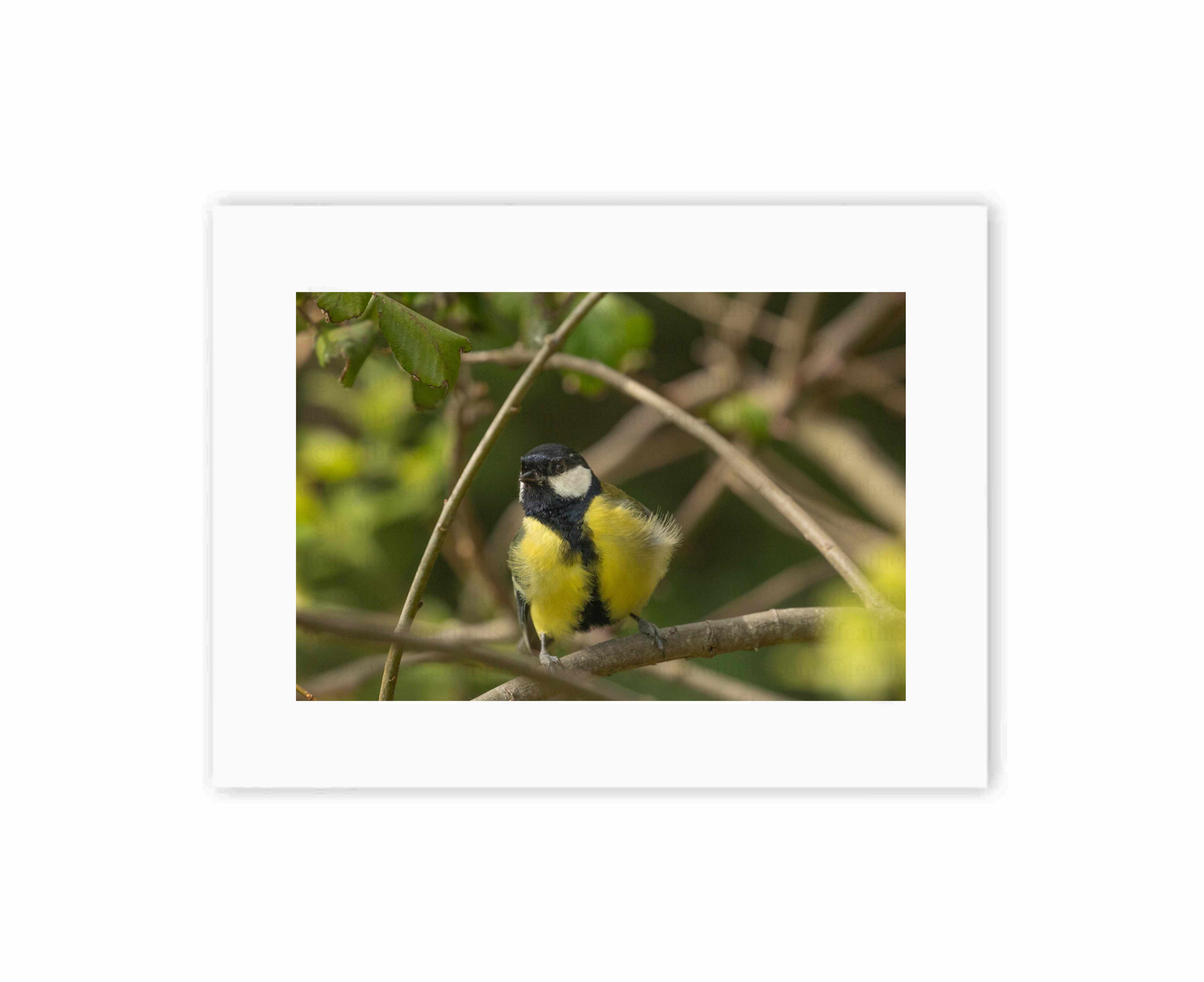 Fluffy Great Tit