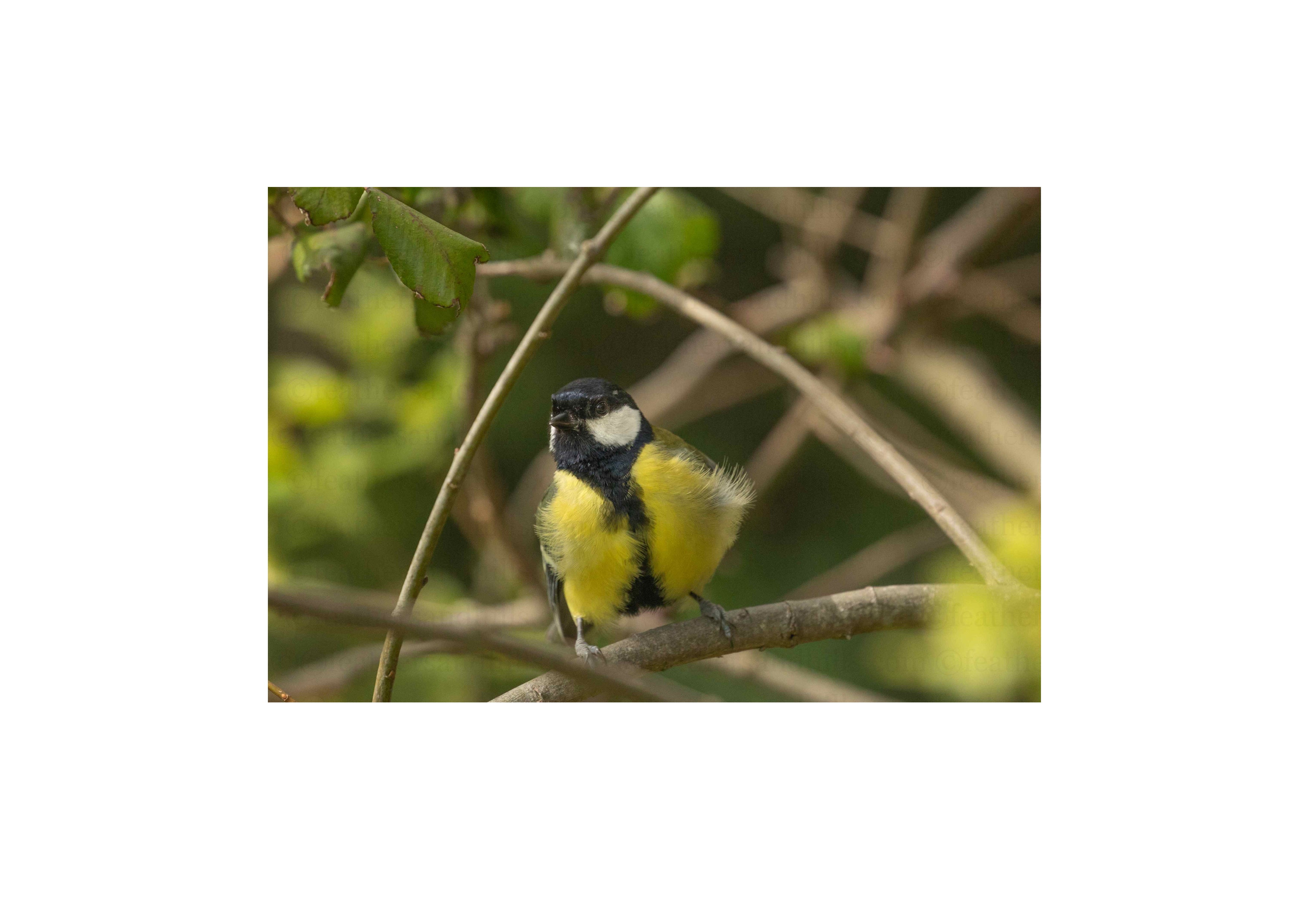 Fluffy Great Tit