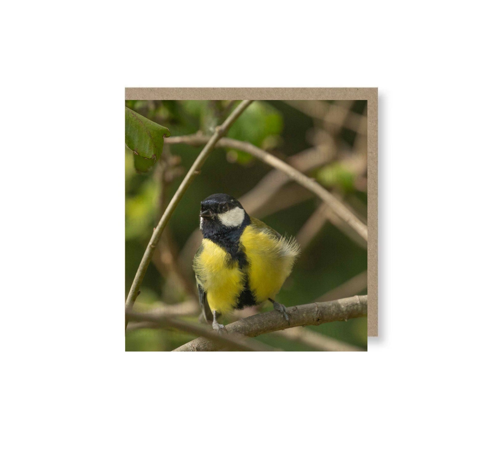 Fluffy Great Tit