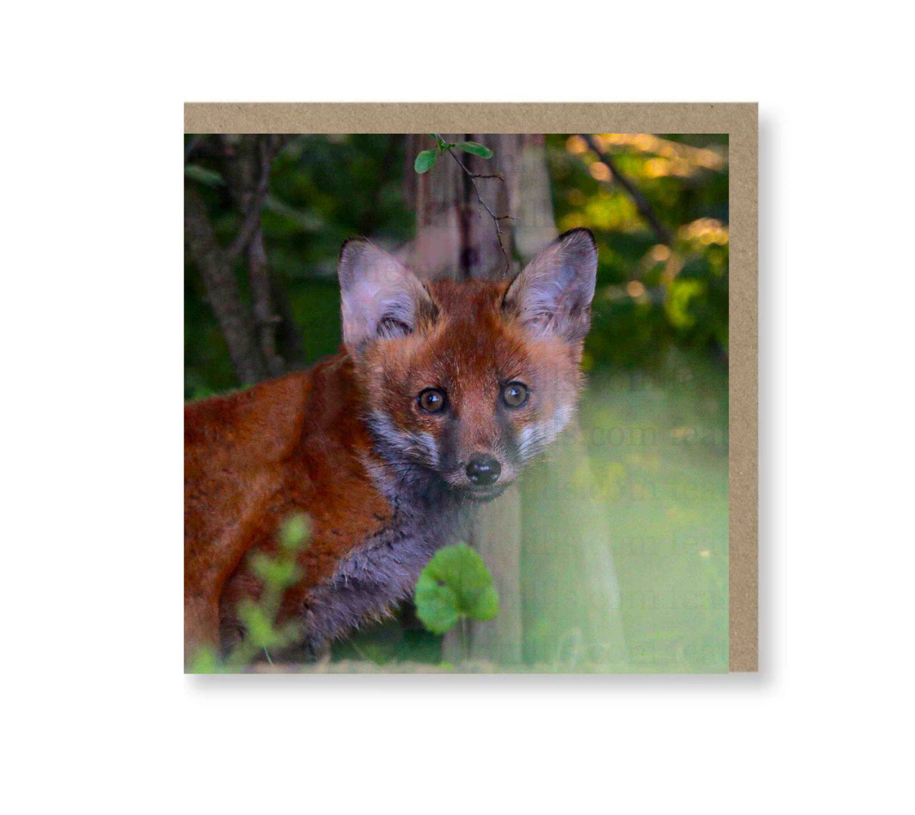 Fox Cub