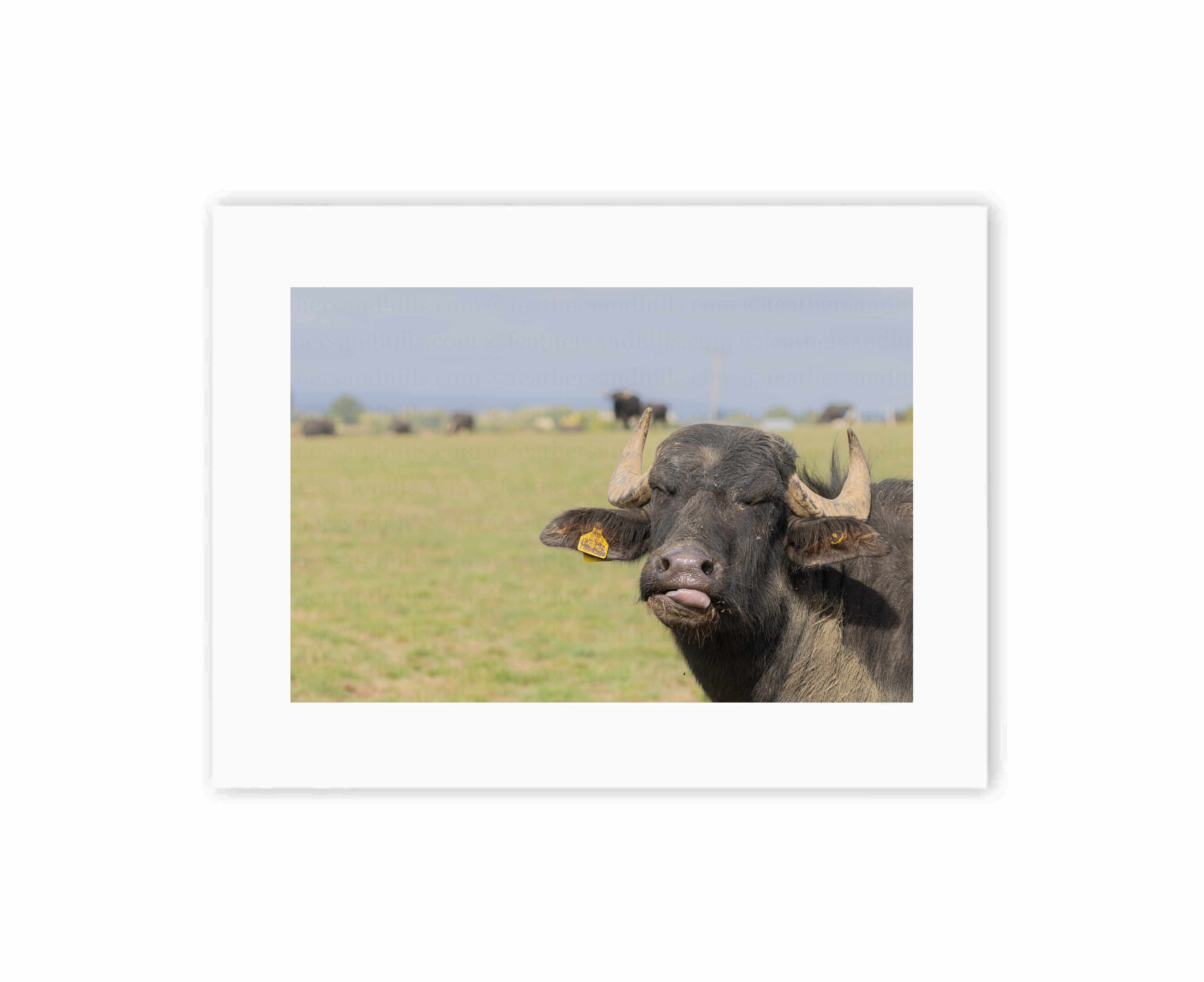 Funny Buffalo