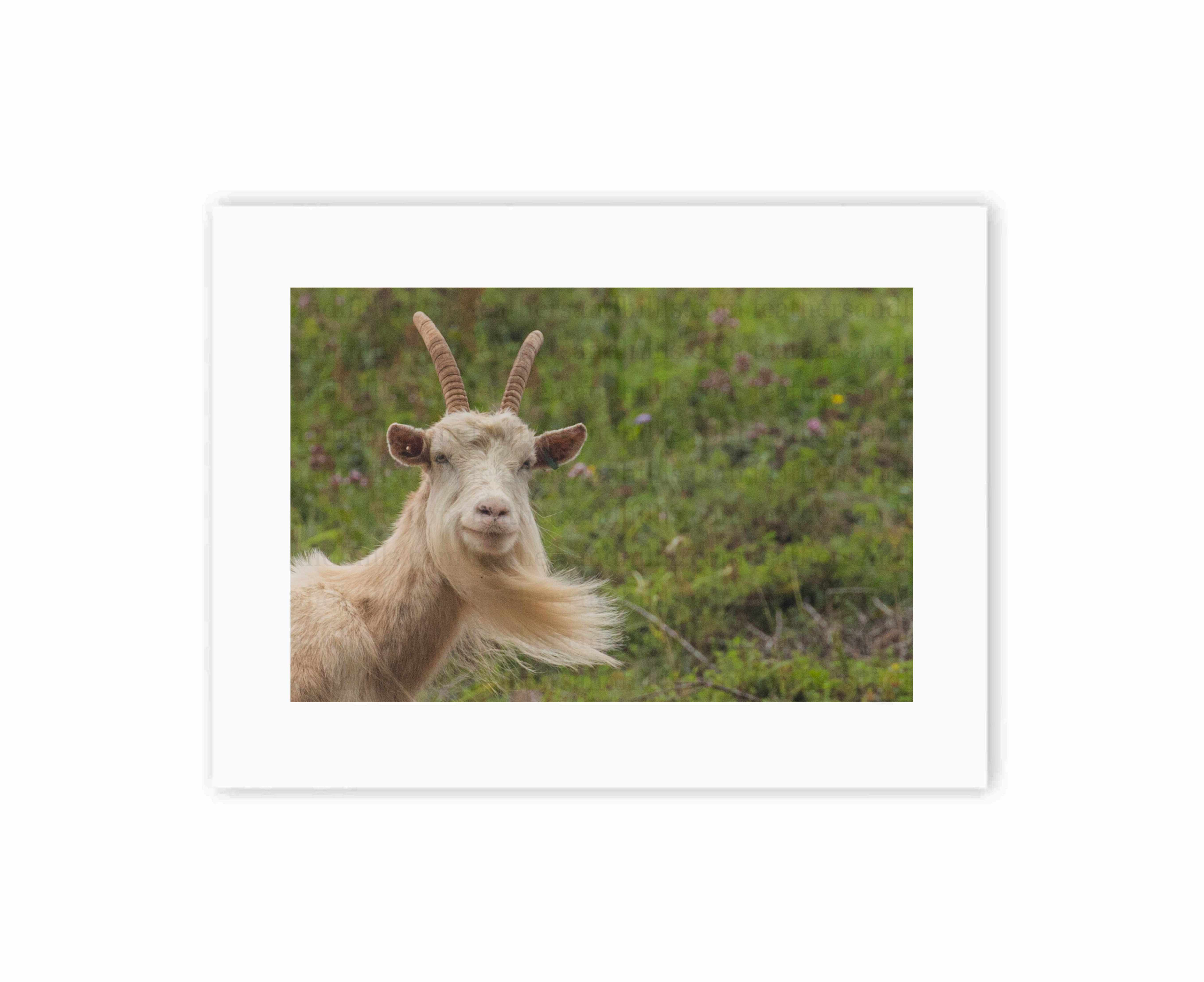 Funny Goat