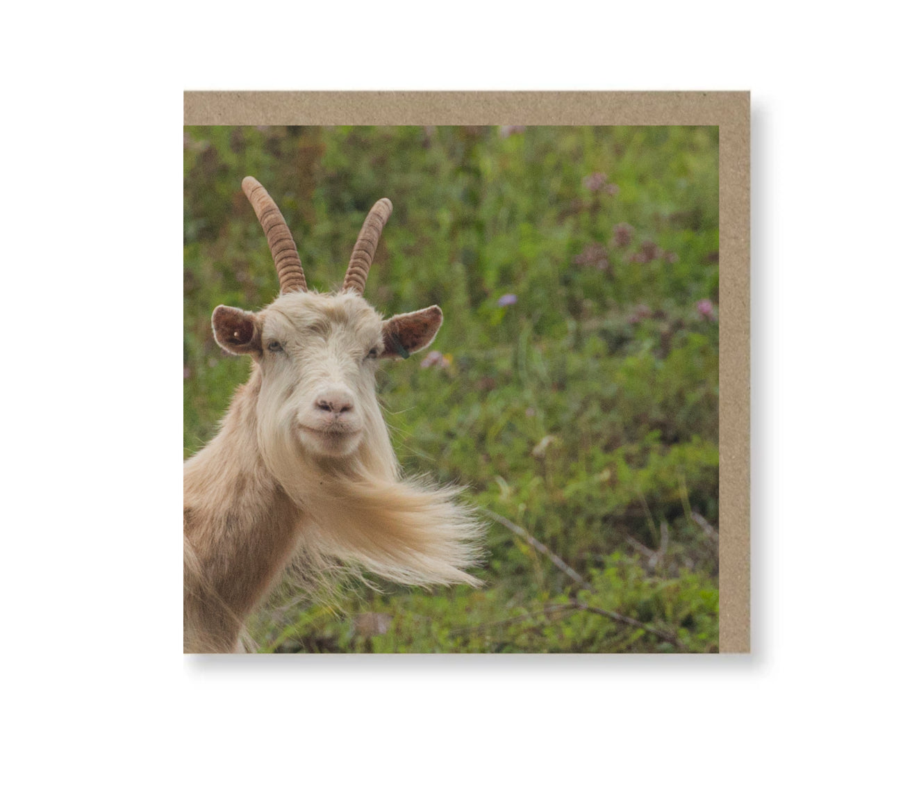 Funny Goat