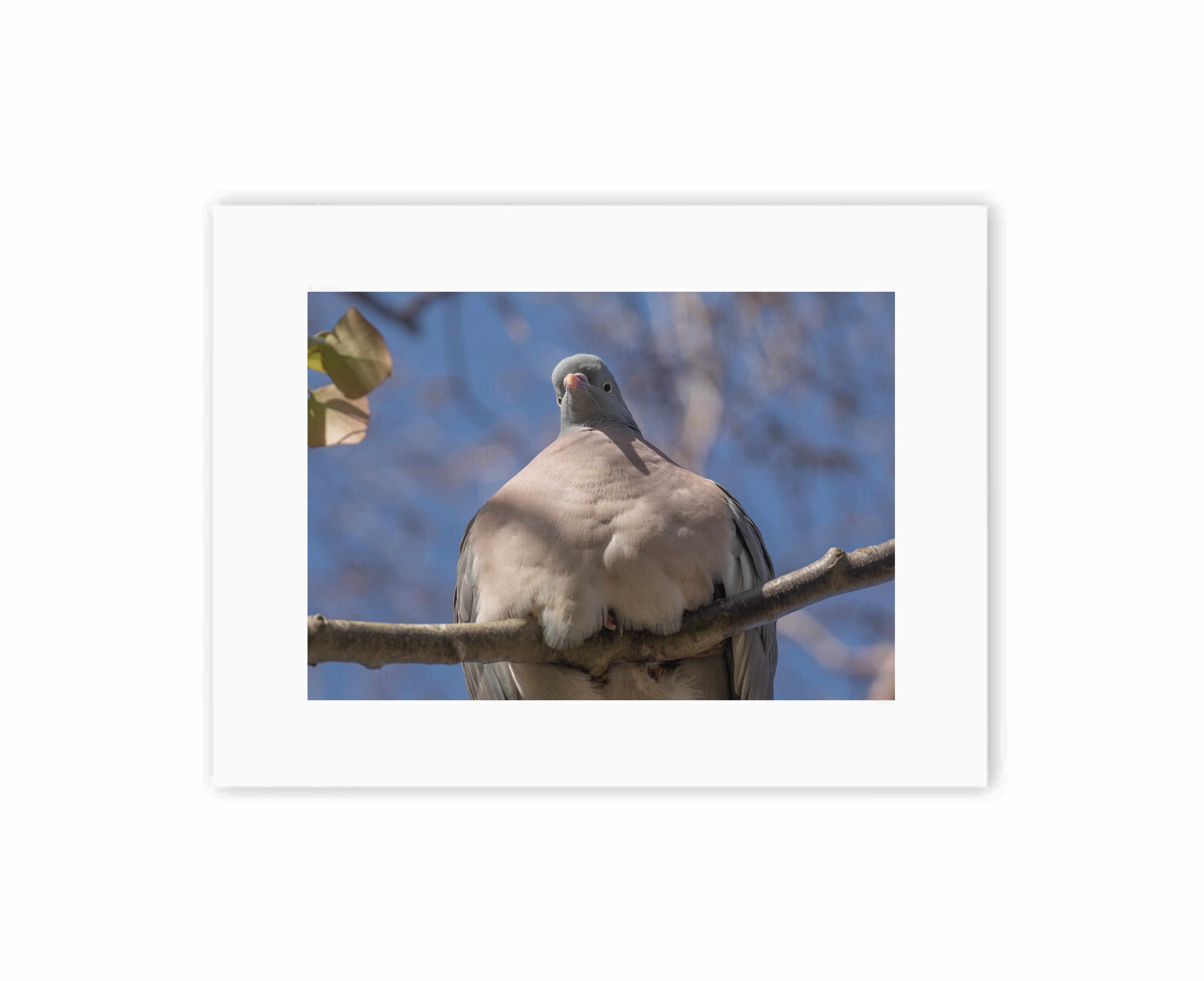 Funny Pigeon