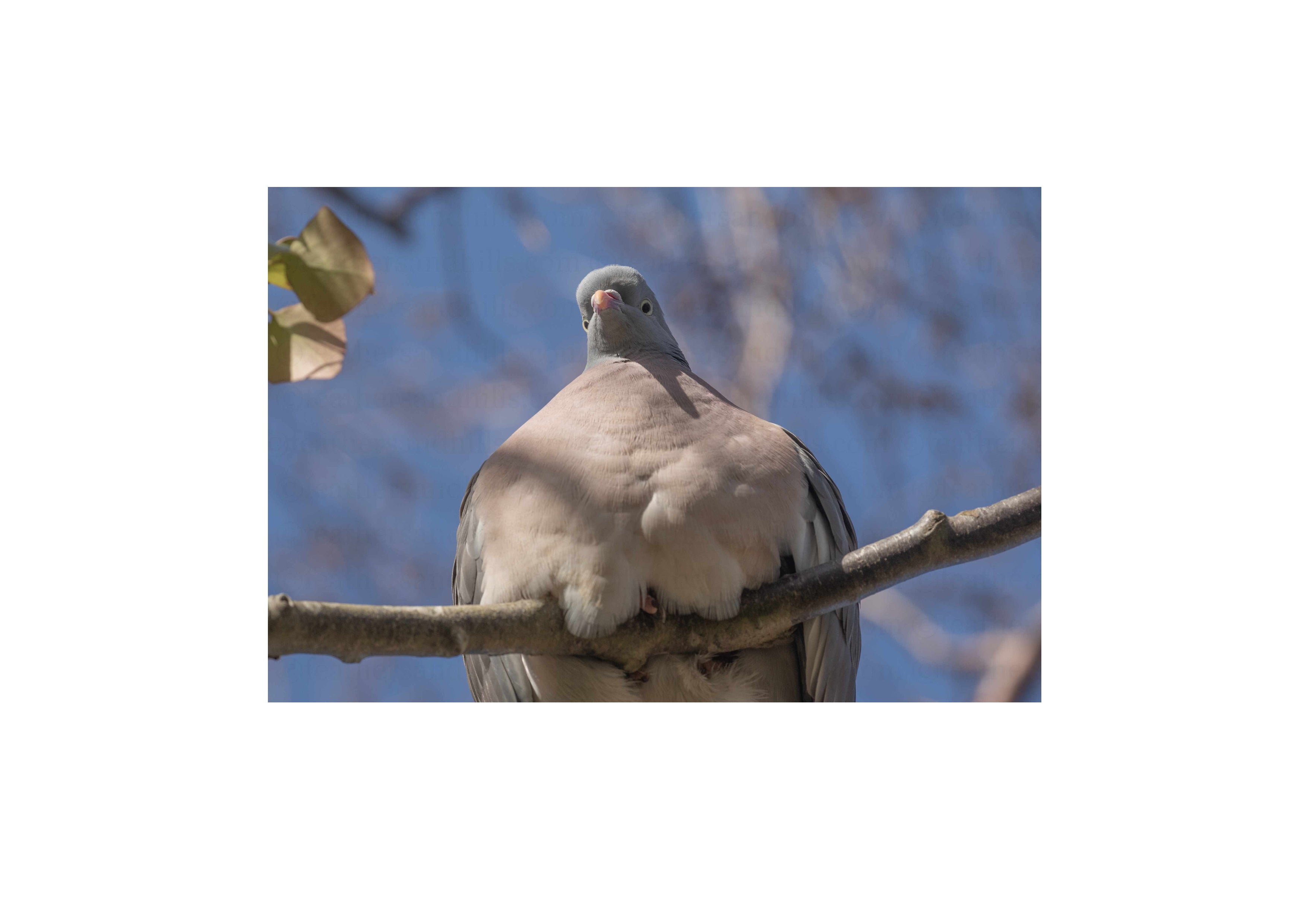 Funny Pigeon