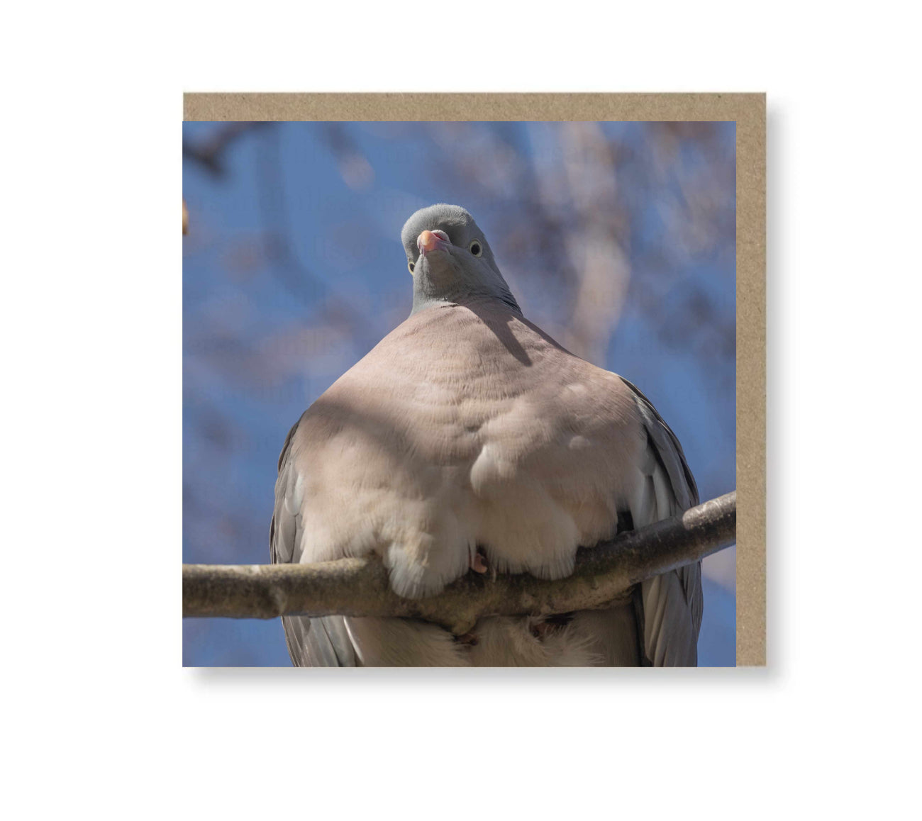 Funny Pigeon