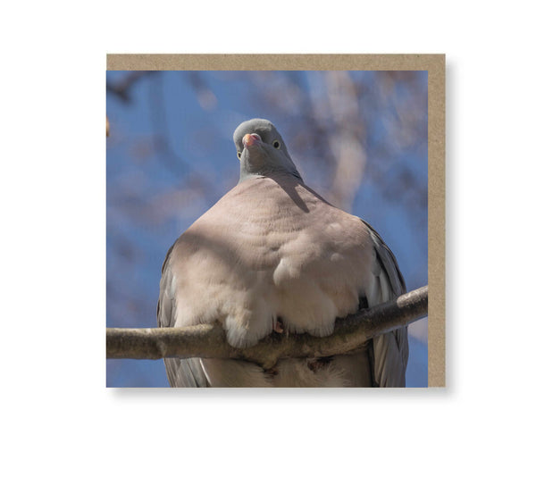 Funny Pigeon
