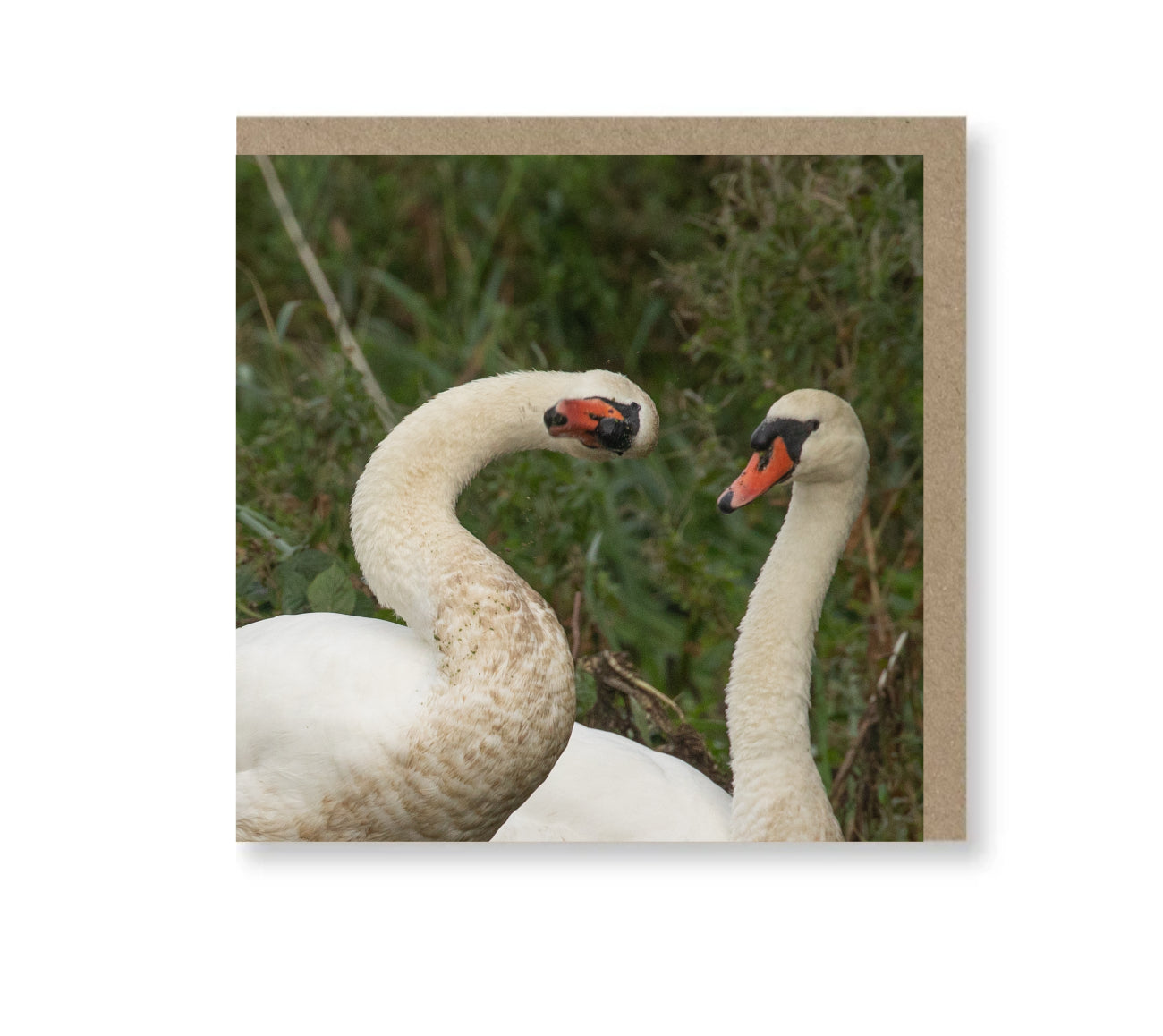 Funny Swan