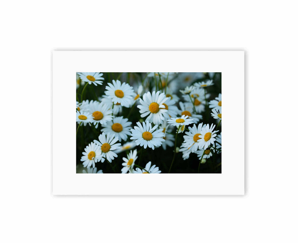 Garden Daisies
