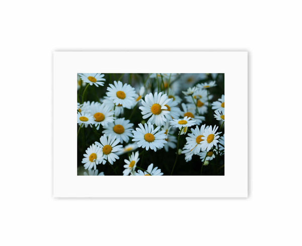 Garden Daisies