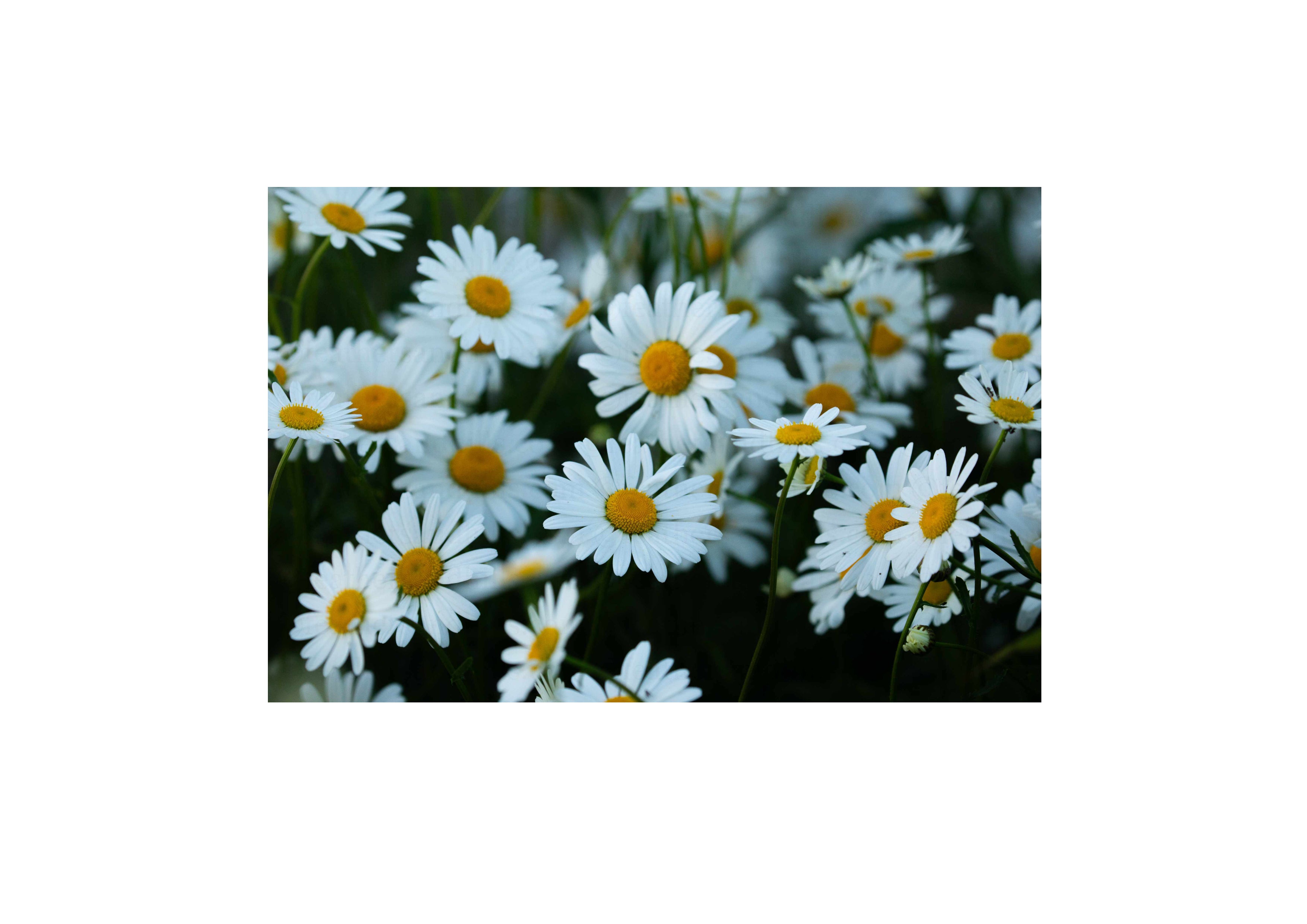 Garden Daisies