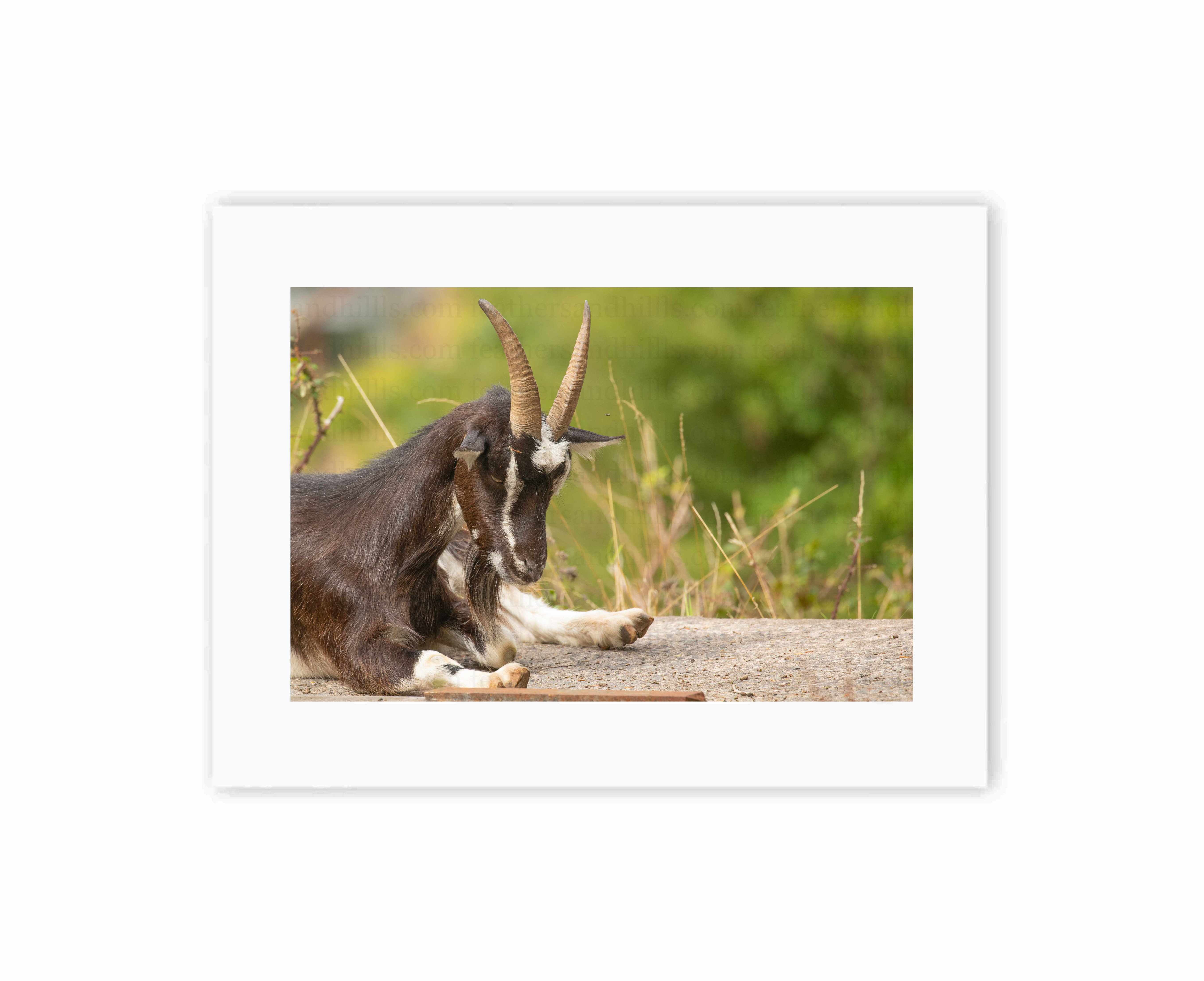 Goat Stretch