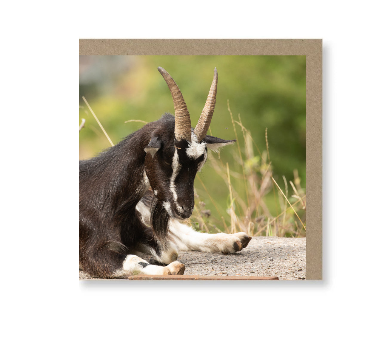 Goat Stretch