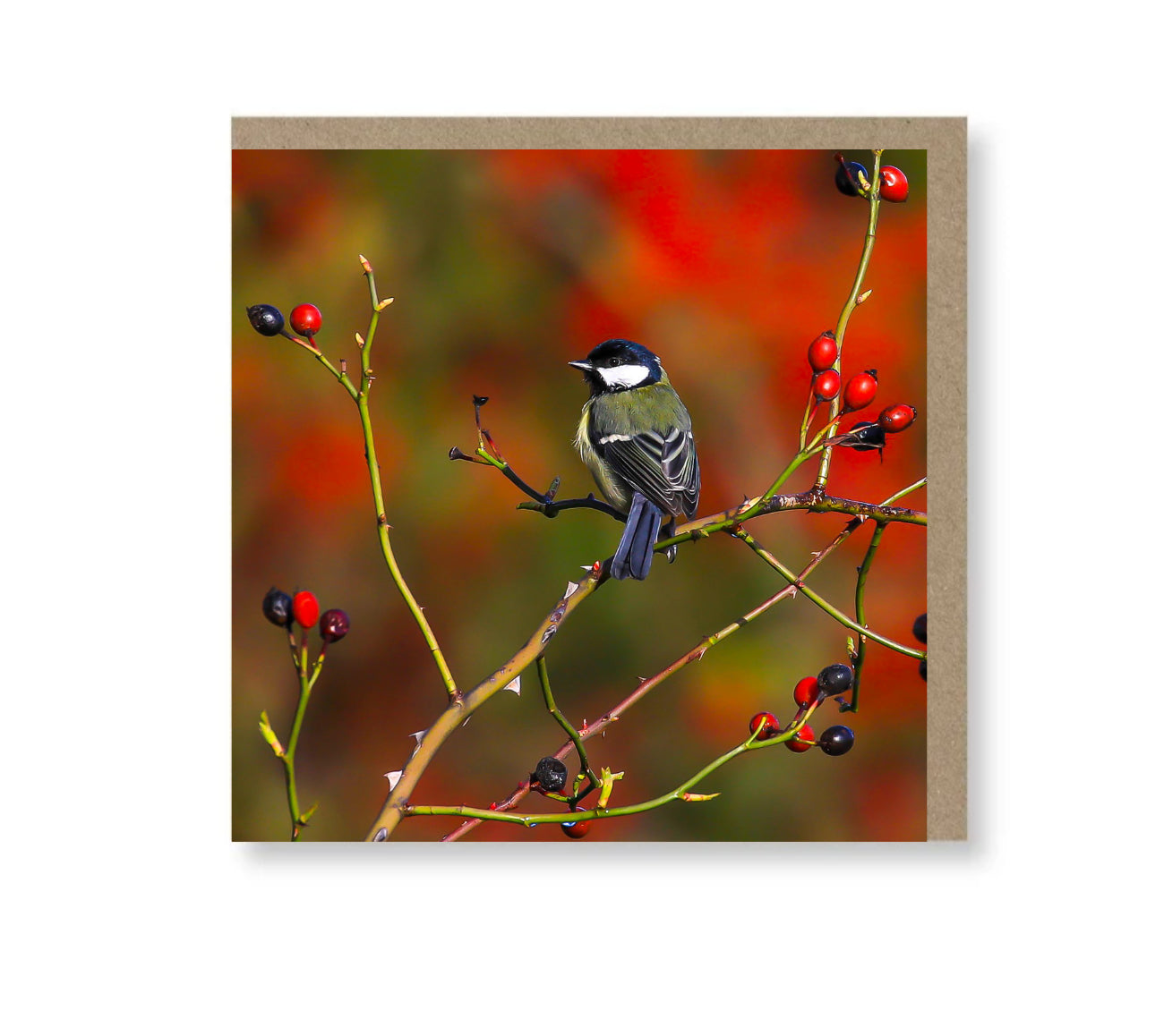 Great Tit amongst the berries