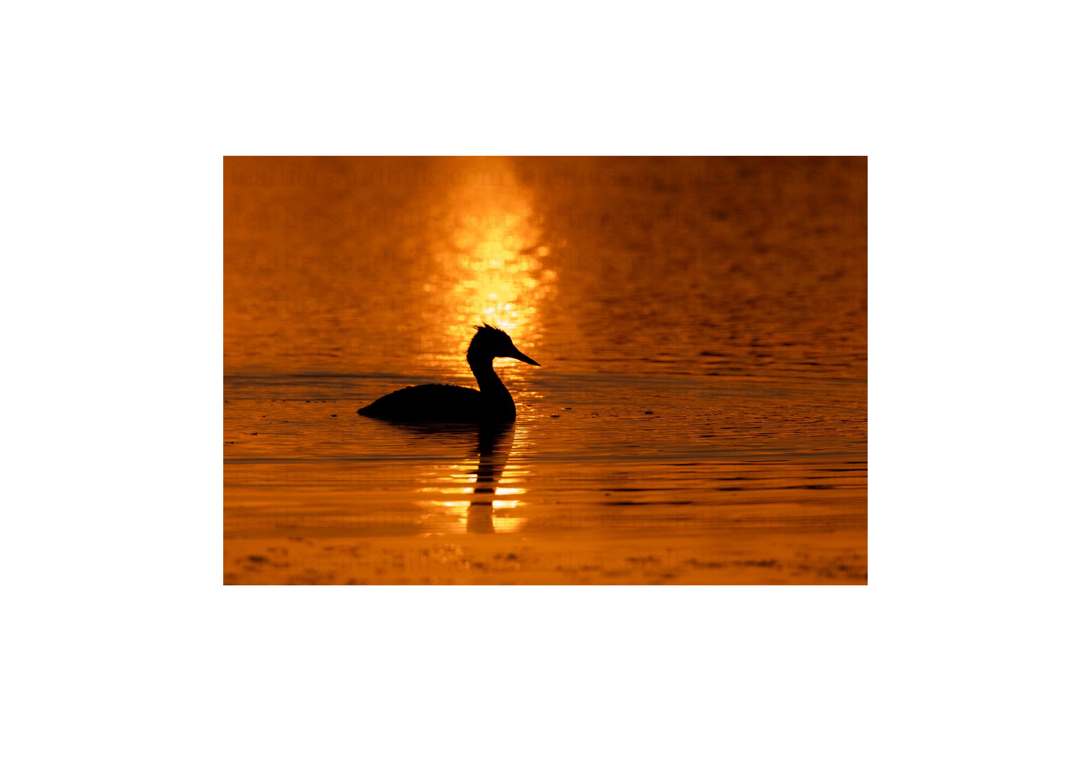 Grebe at Sunset