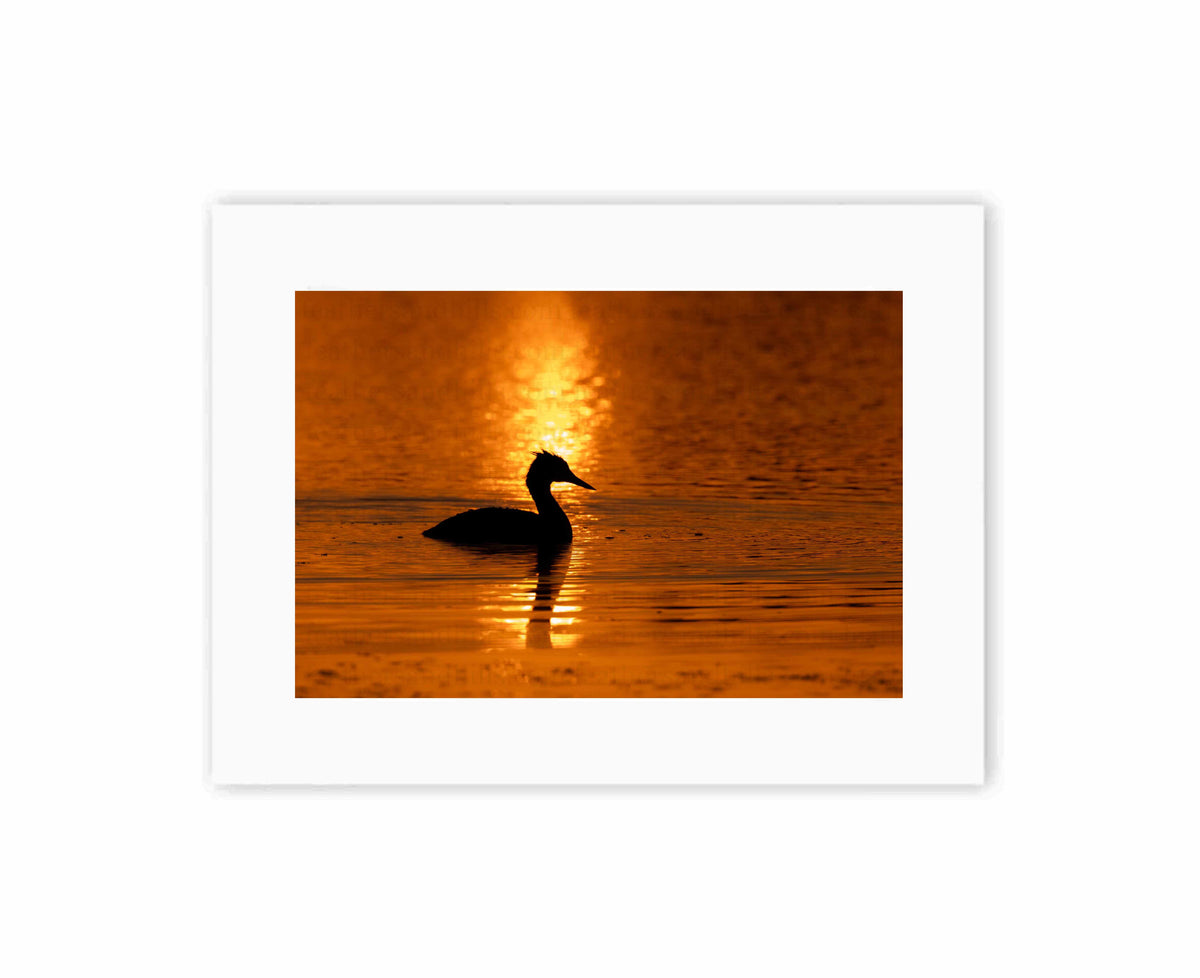 Grebe at Sunset