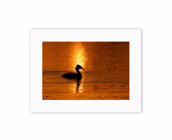 Grebe at Sunset