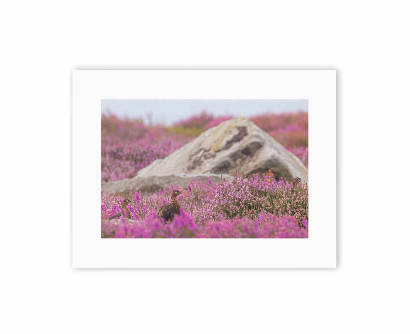 Grouse amongst the heather