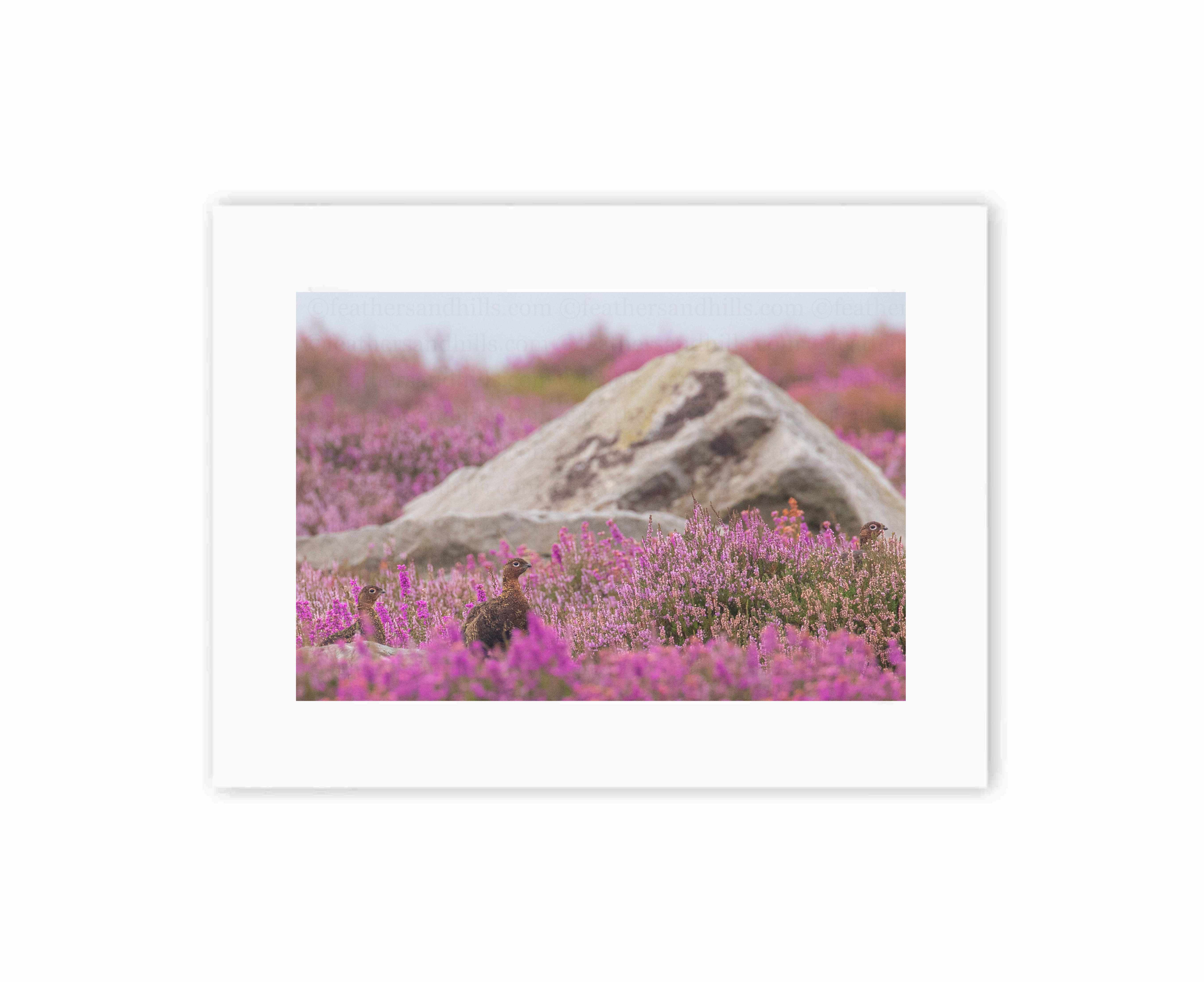 Grouse amongst the heather