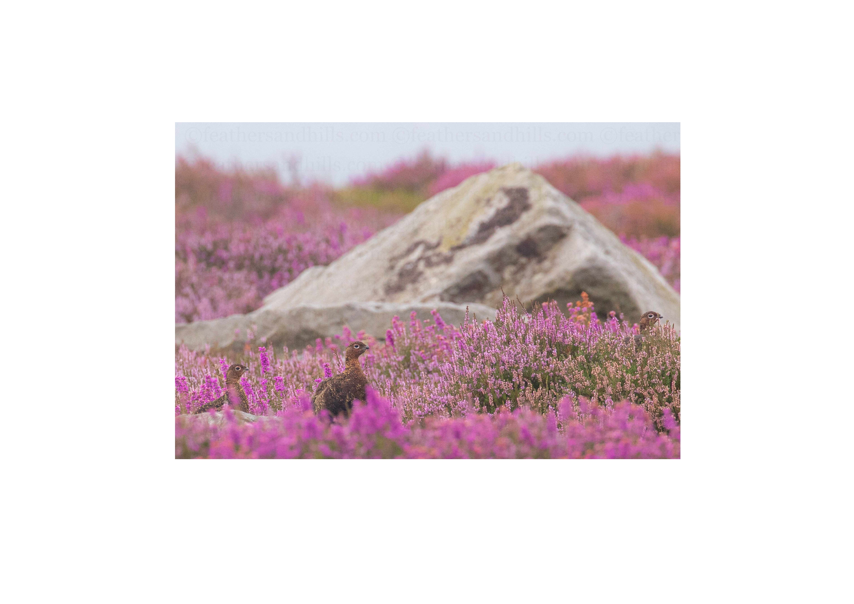 Grouse amongst the heather