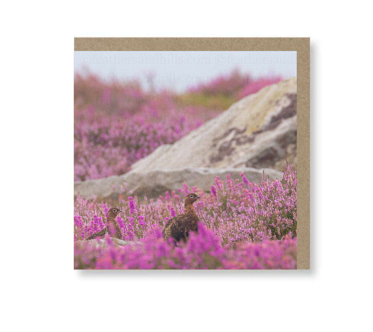 Grouse amongst the heather
