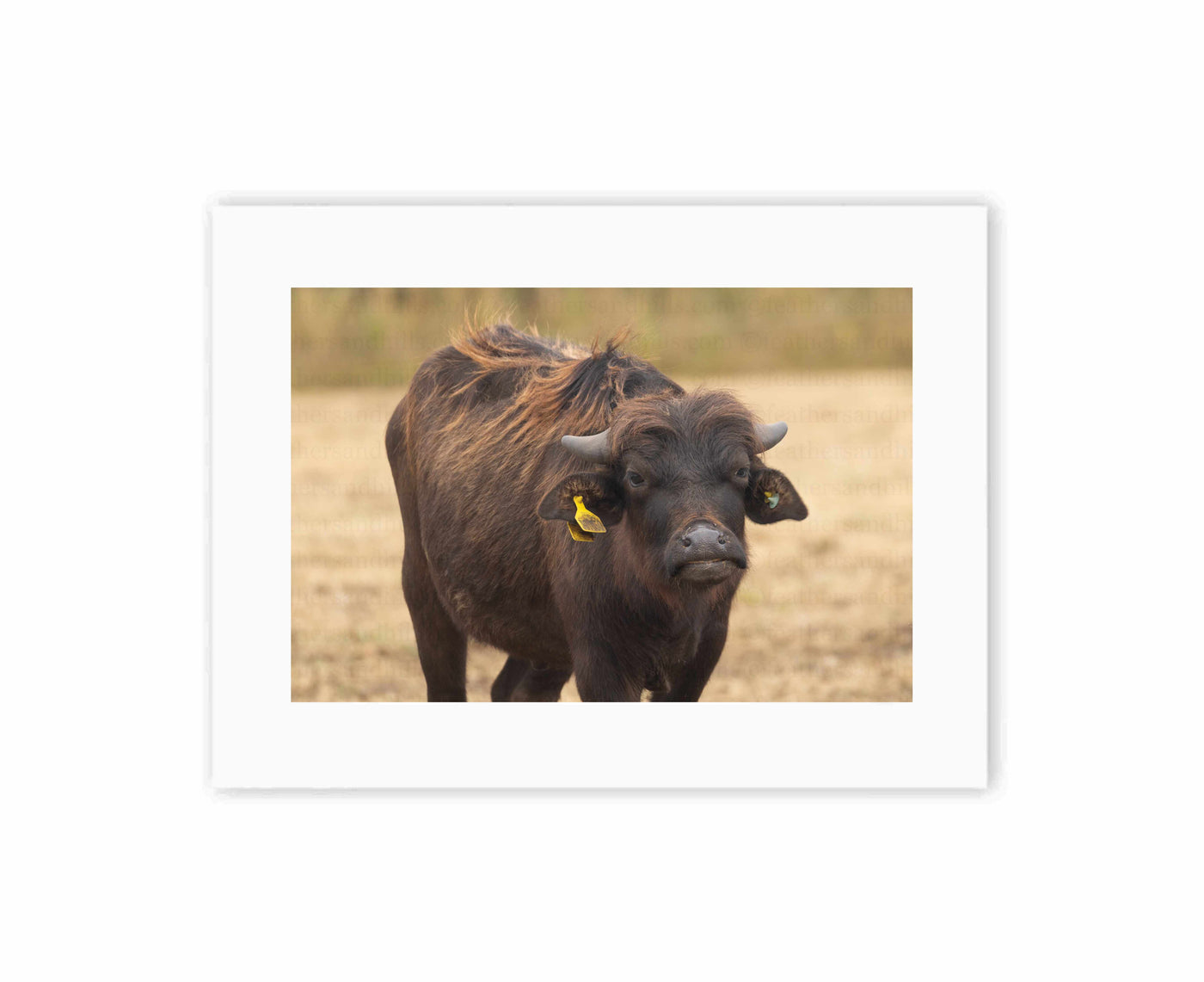 Grumpy Buffalo