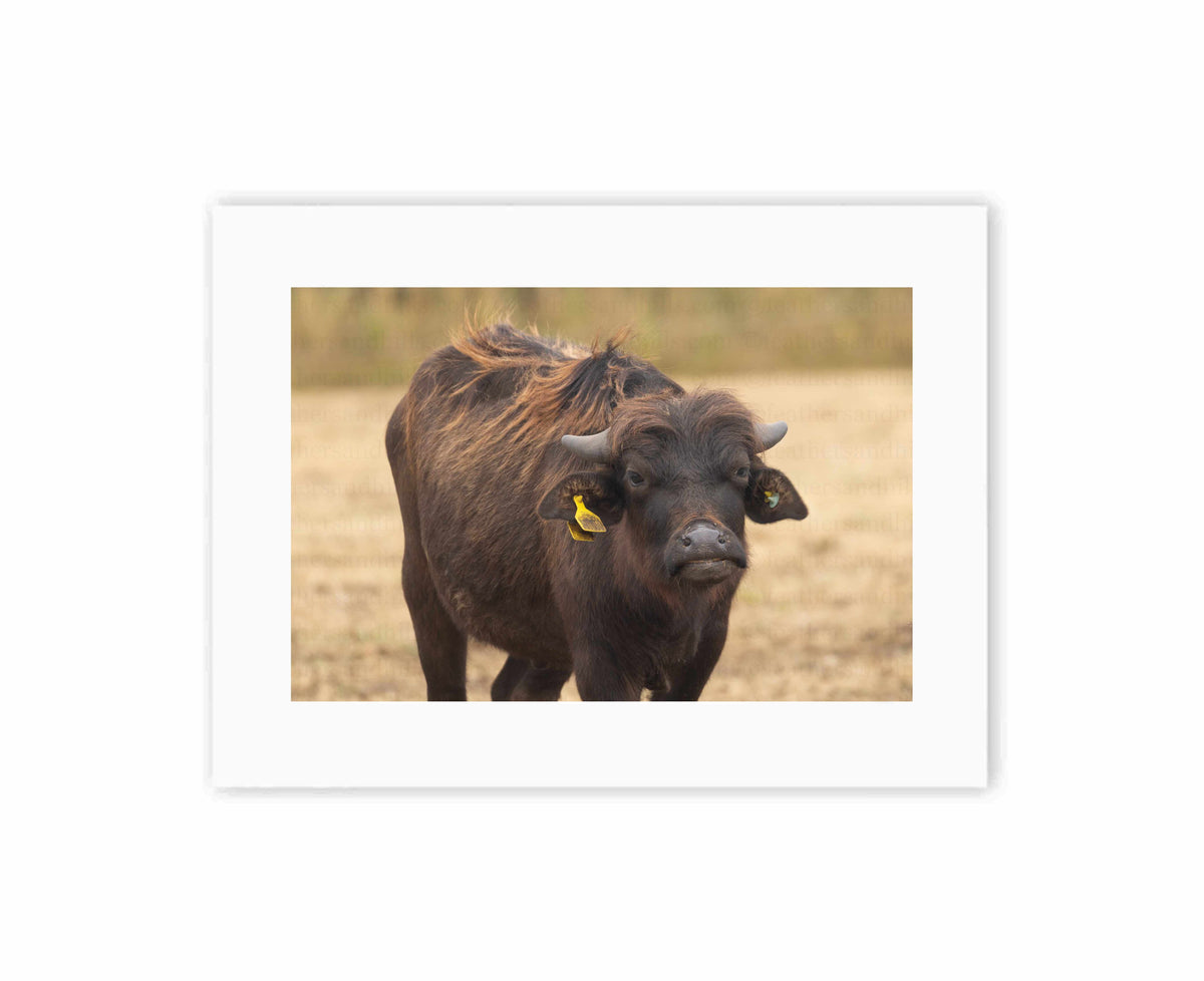 Grumpy Buffalo
