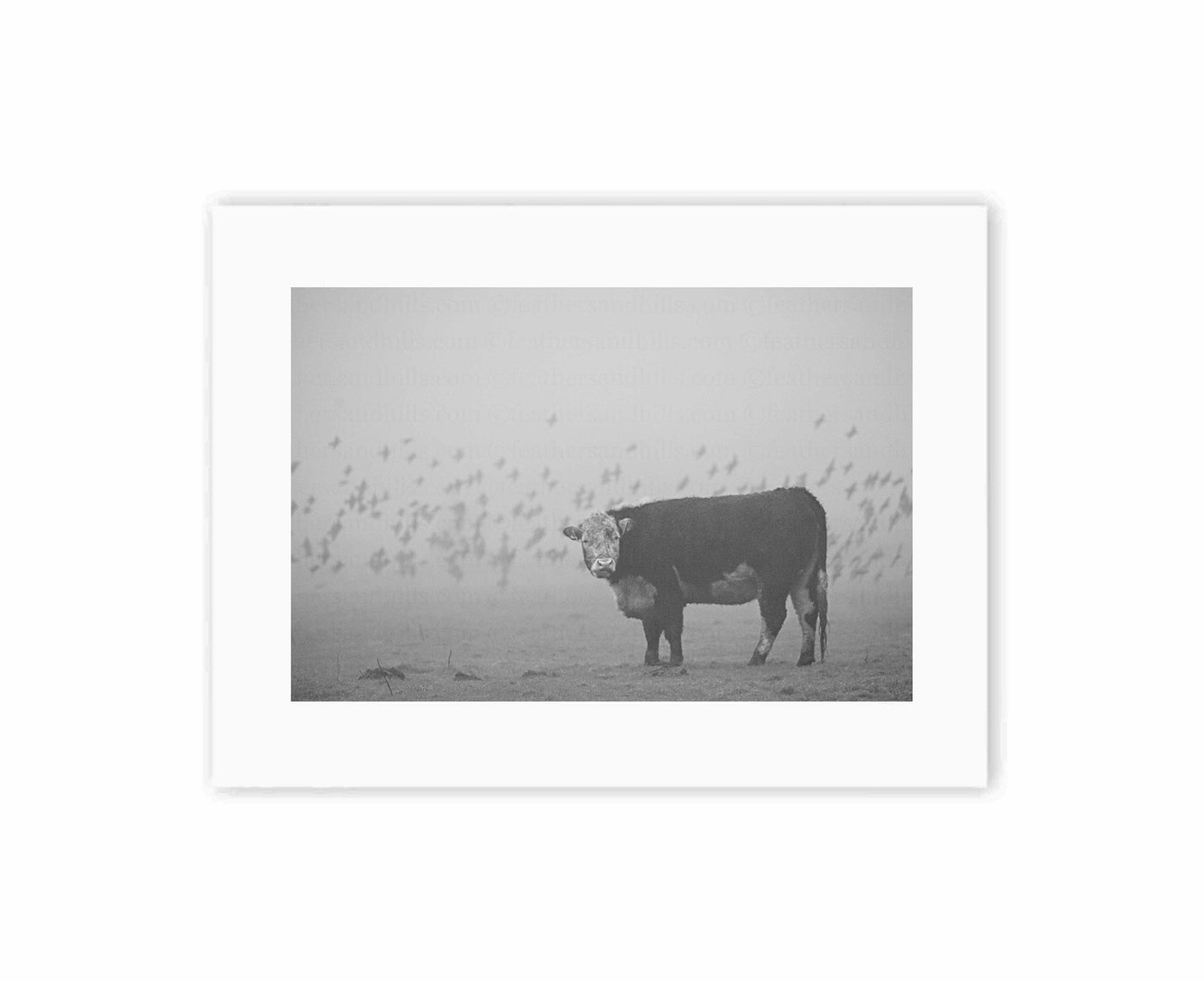 Grumpy Bullock