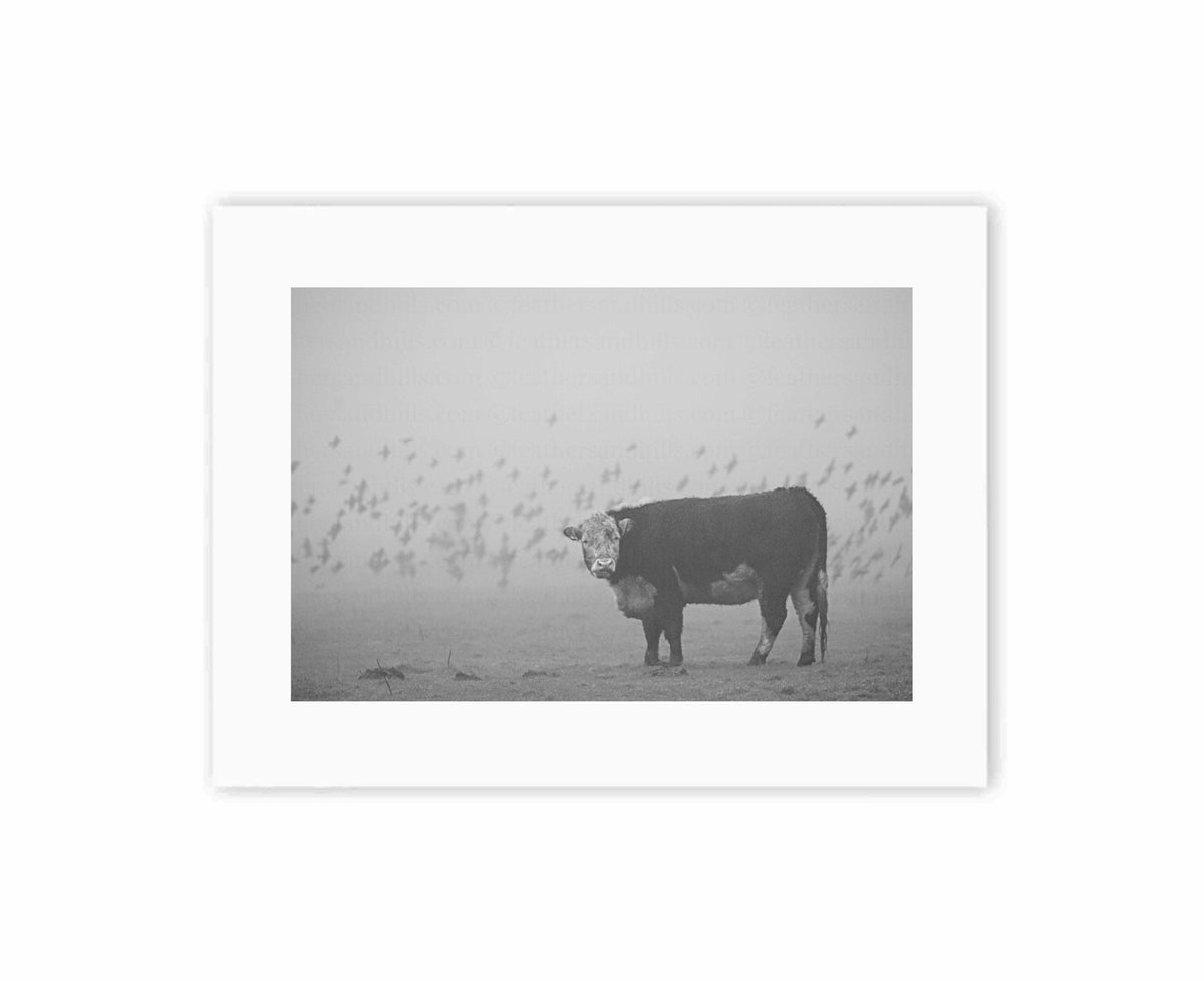 Grumpy Bullock