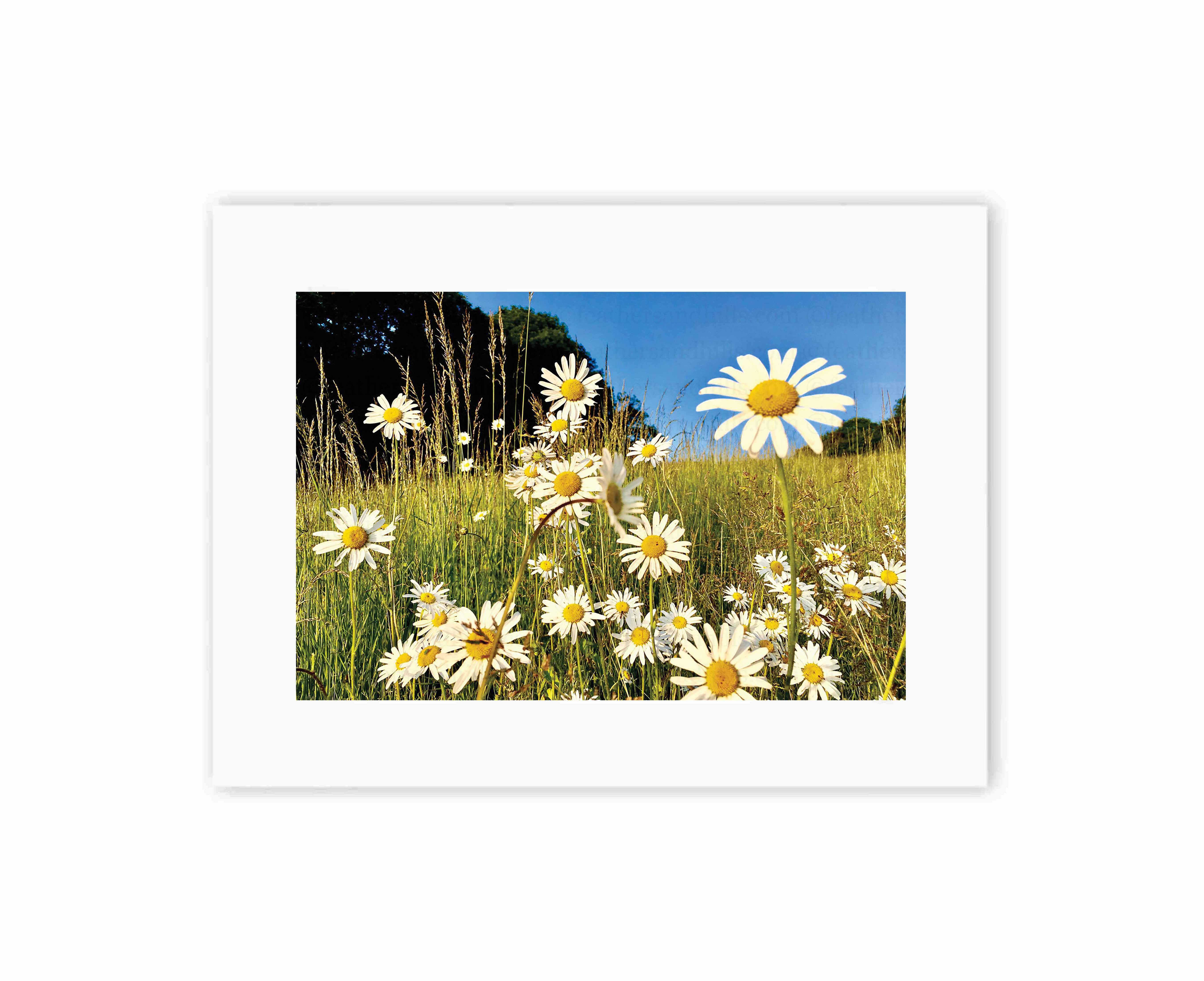 Happy Daisies