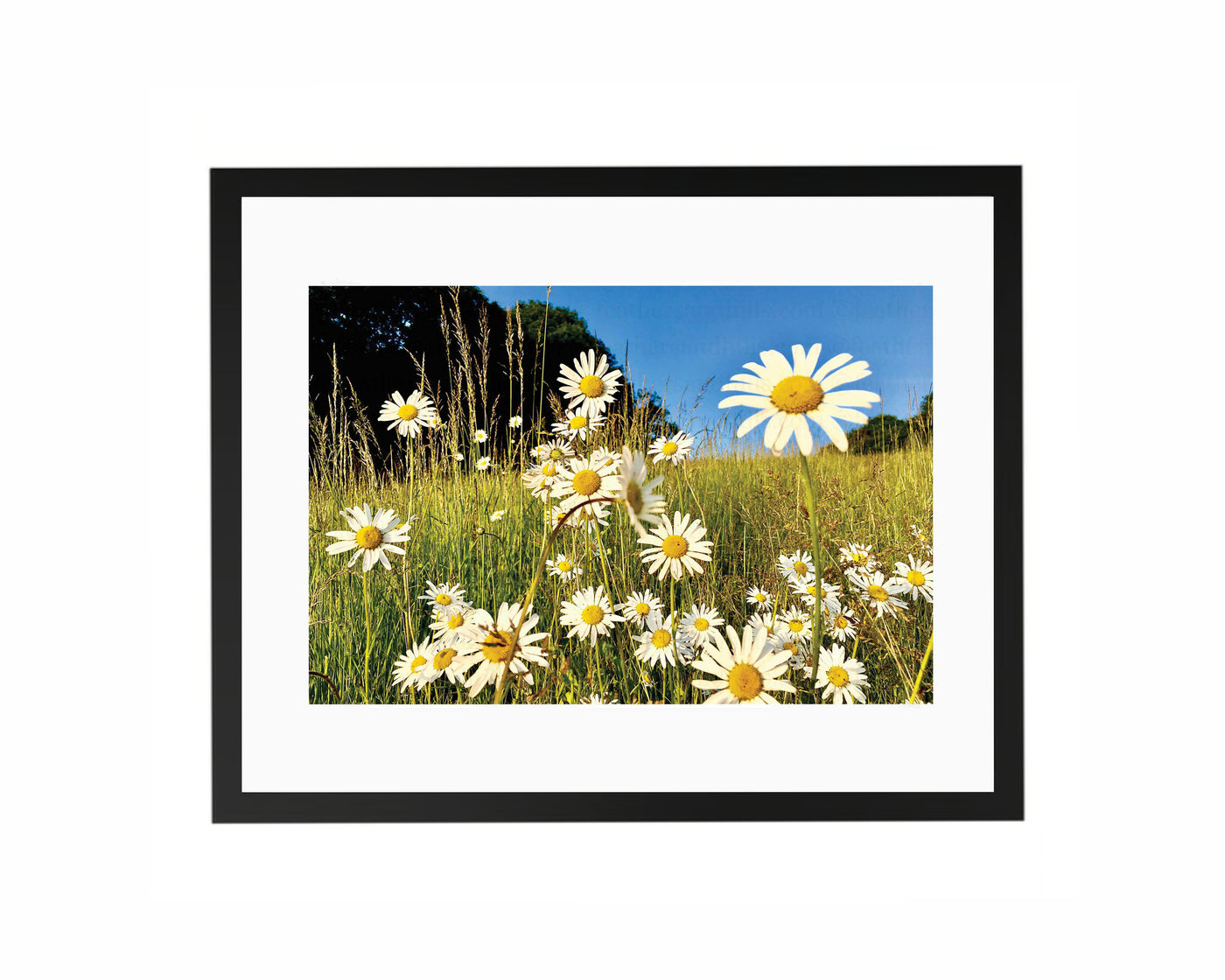 Happy Daisies Framed