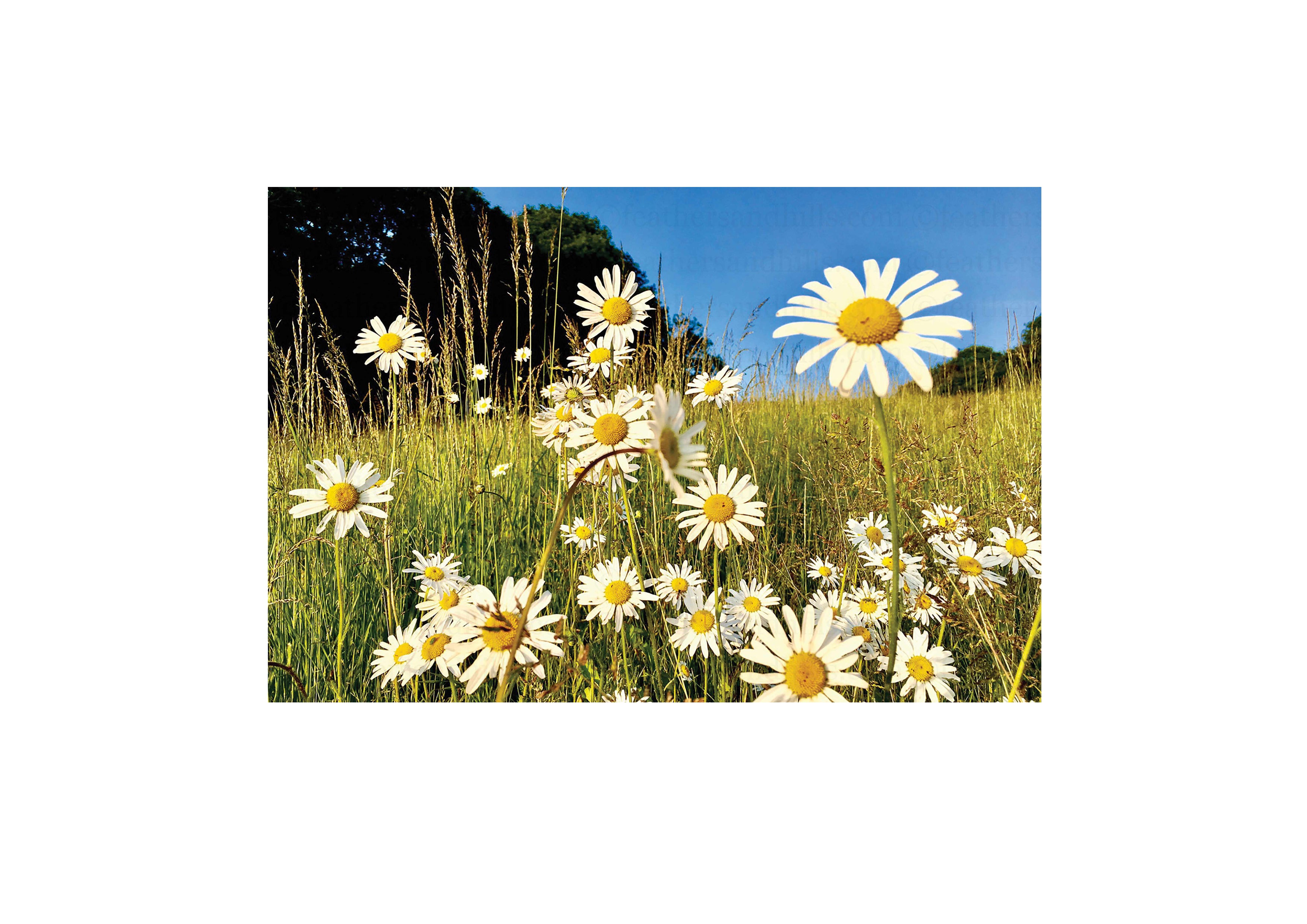 Happy Daisies