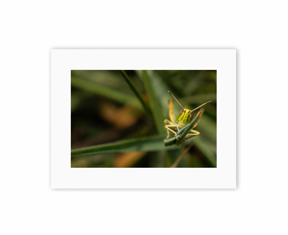 Happy Grasshopper