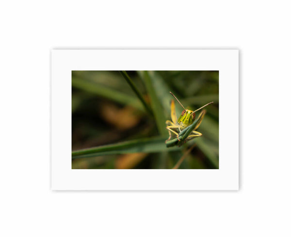 Happy Grasshopper