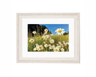 Happy Daisies Framed
