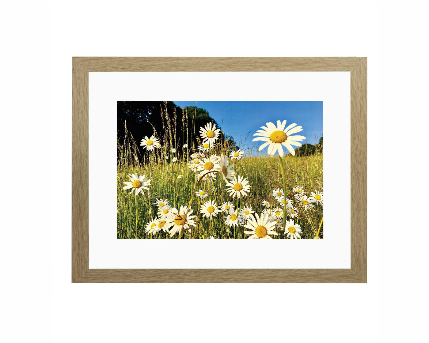 Happy Daisies Framed