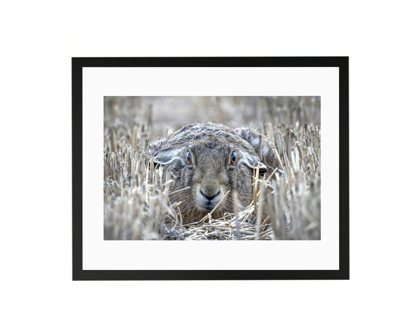 Hare Lying Down FRAMED
