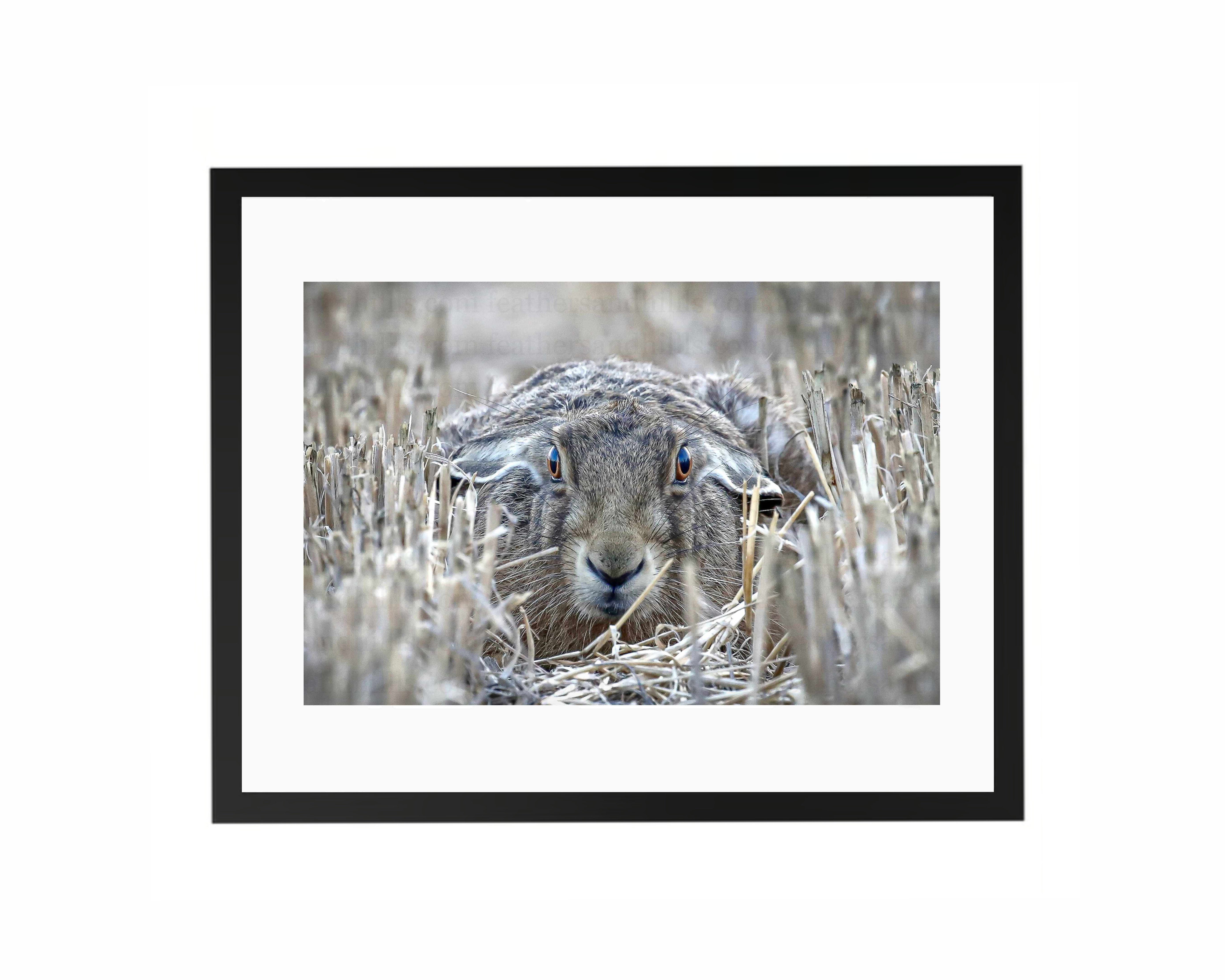 Hare Lying Down FRAMED