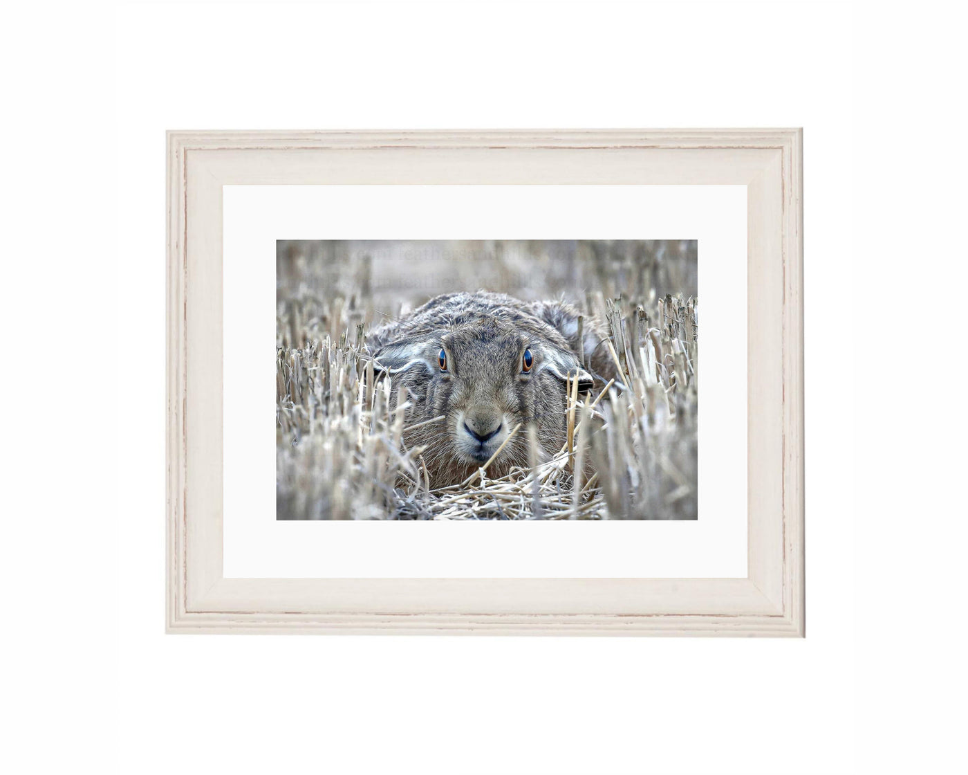 Hare Lying Down FRAMED