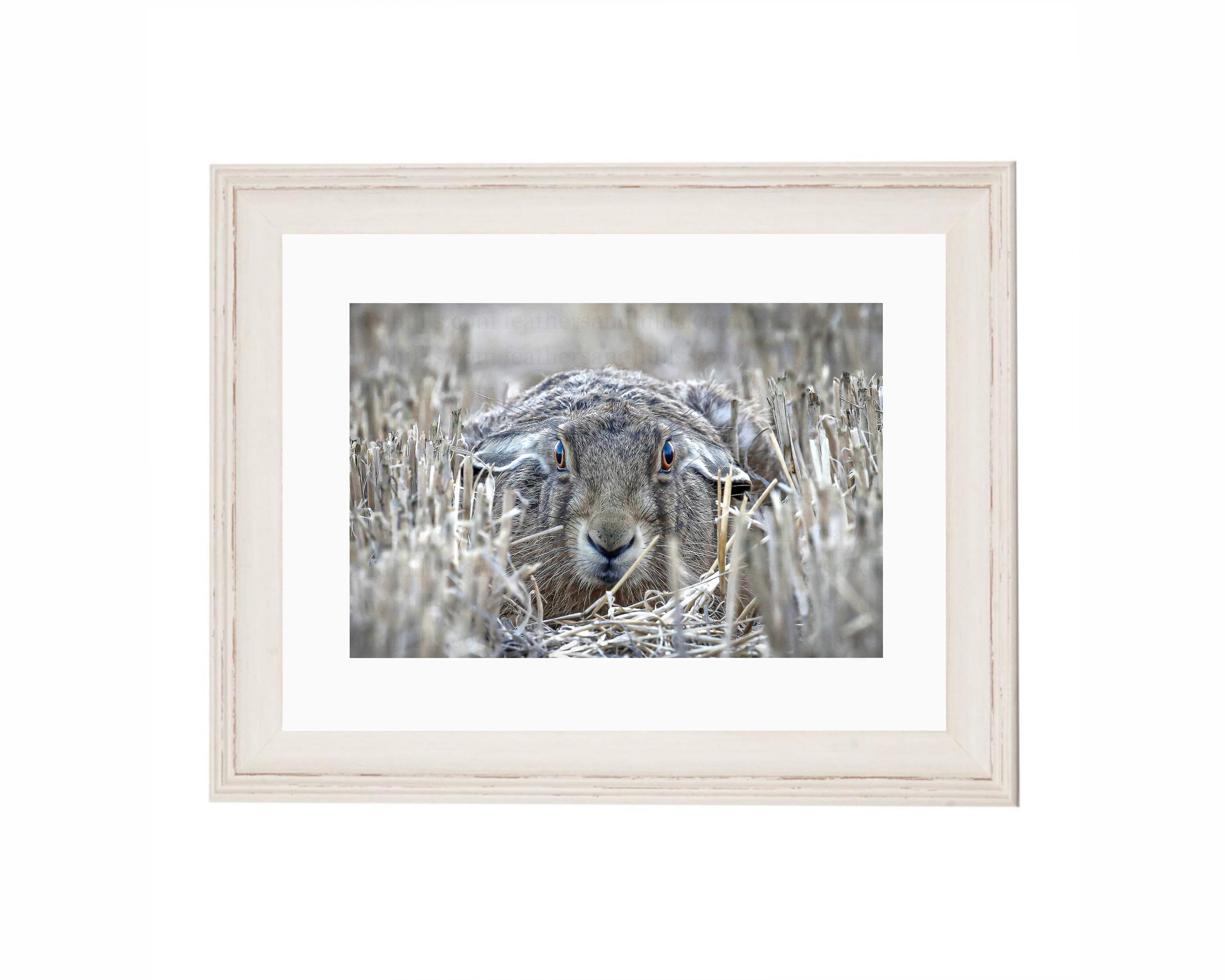 Hare Lying Down FRAMED