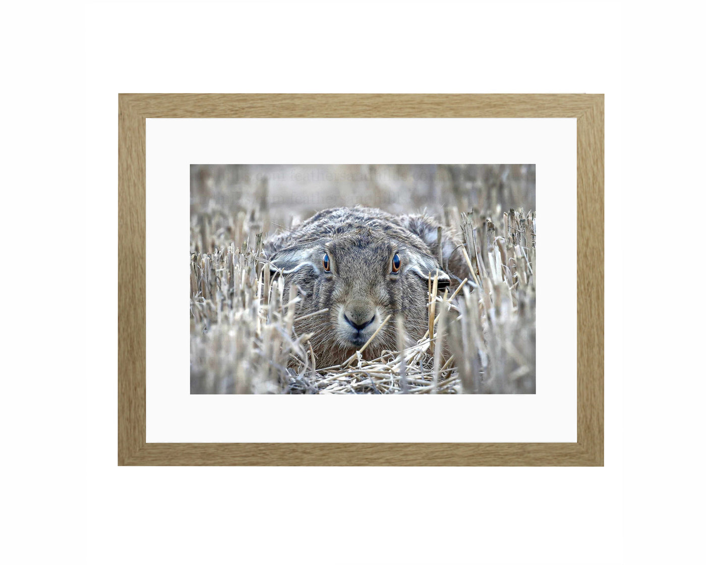 Hare Lying Down FRAMED