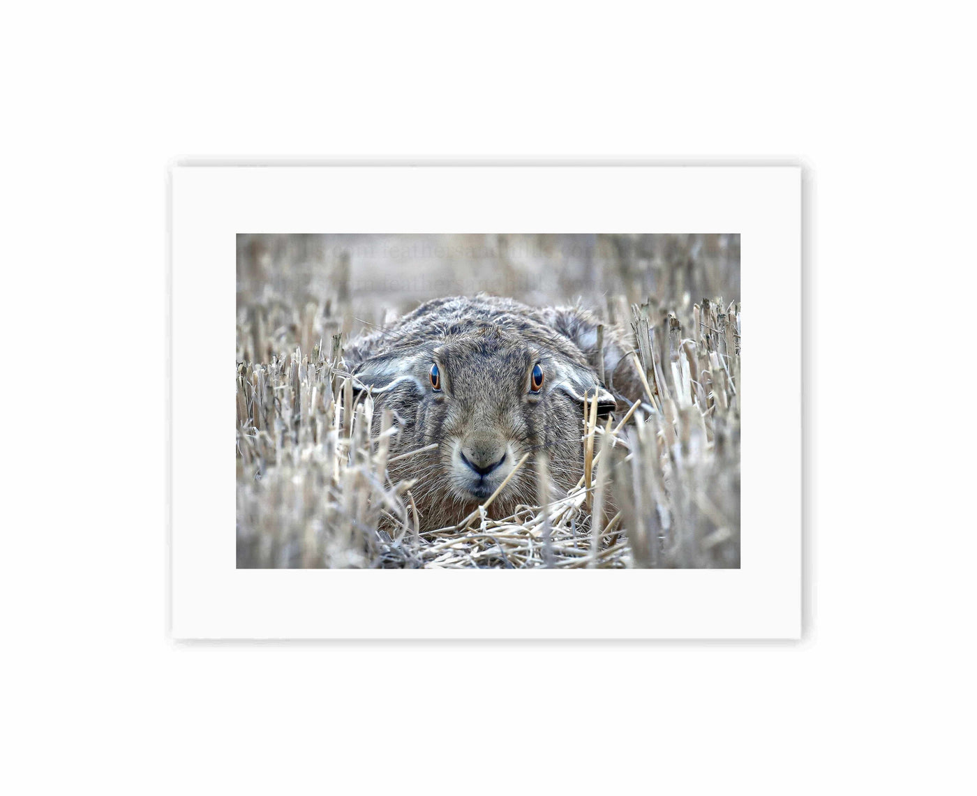 Hare Lying Down